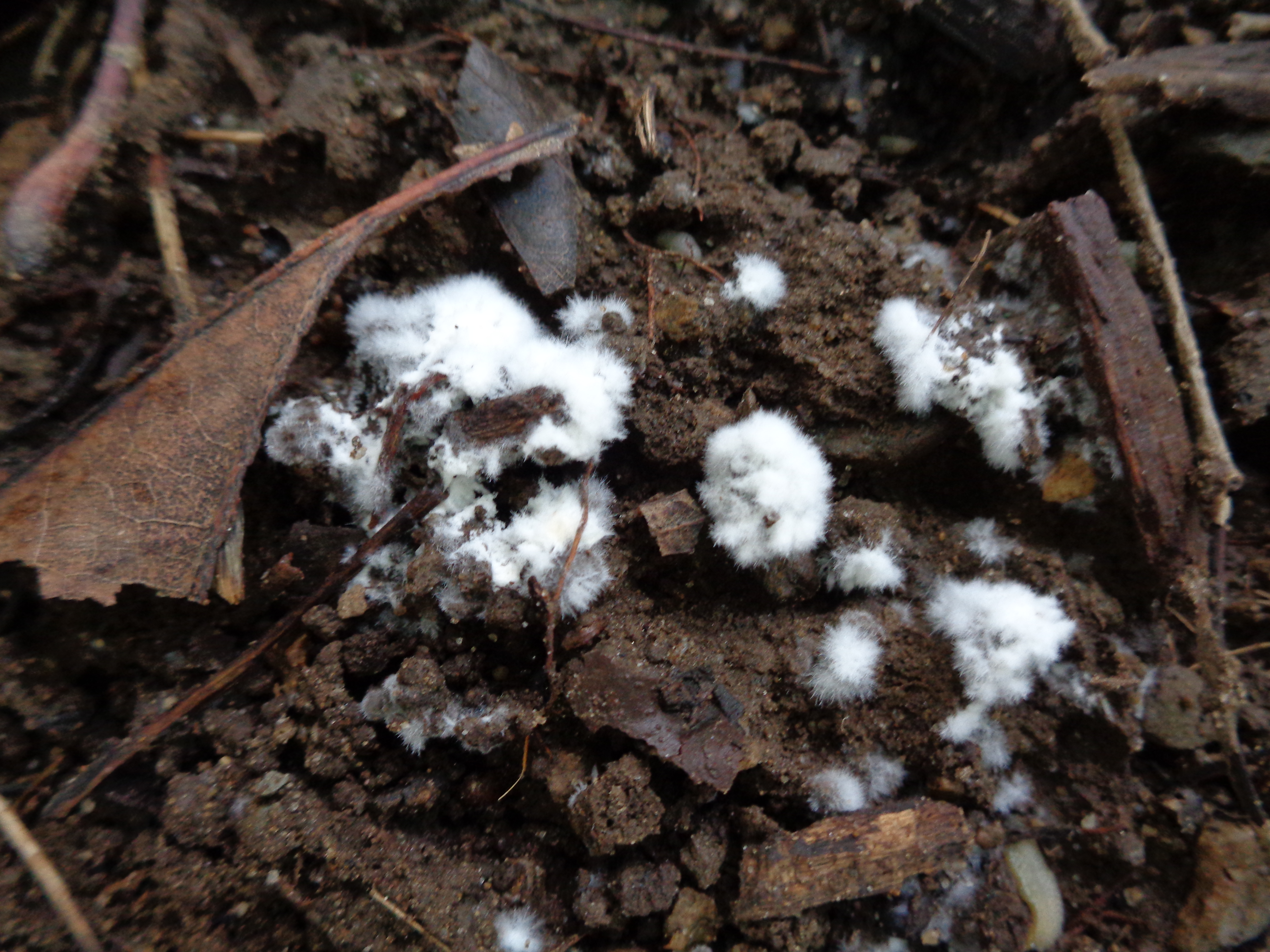 Dsc03354 from Fungus With ANTS 