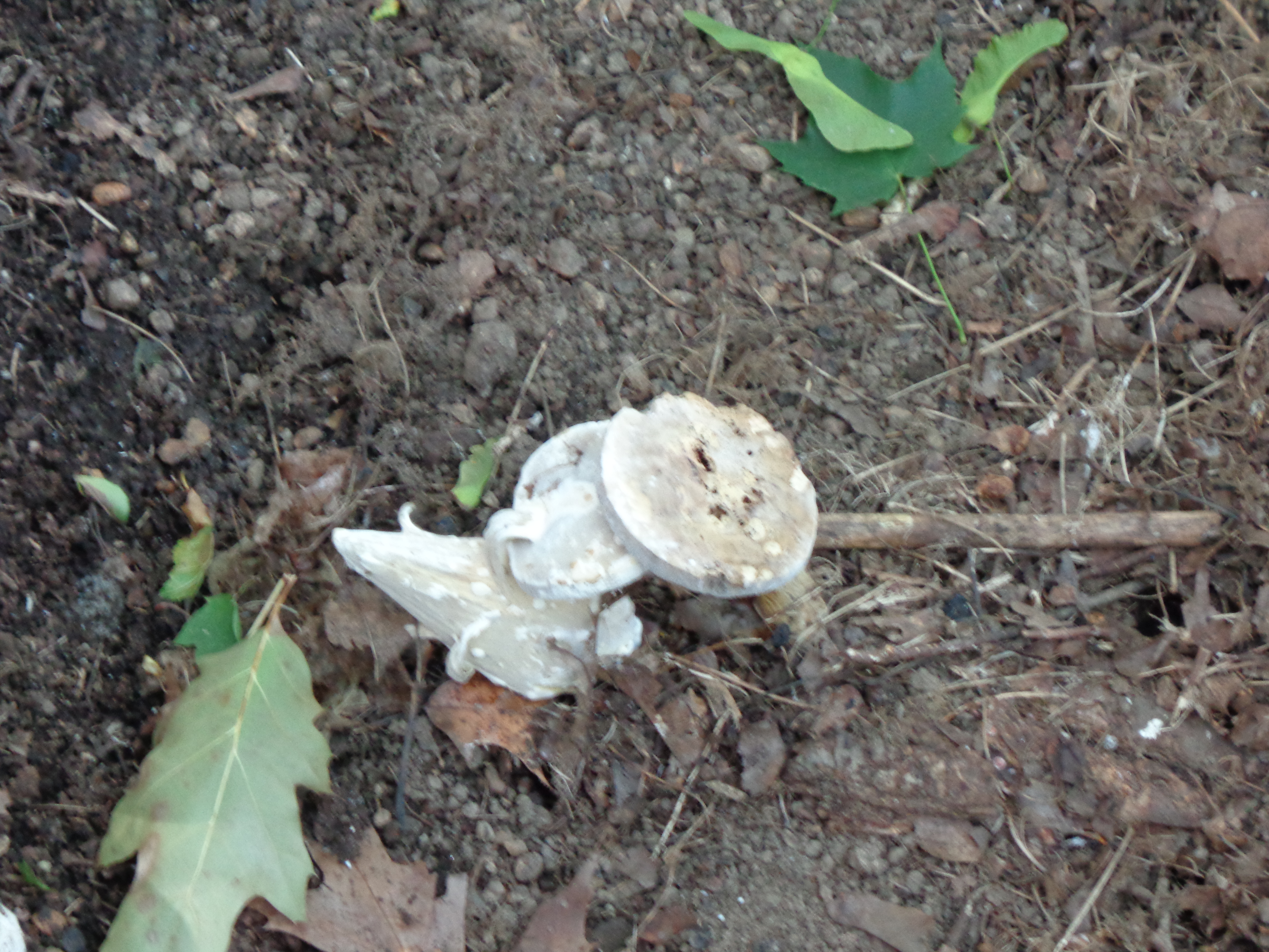 Dsc03430 from Fungus With ANTS 