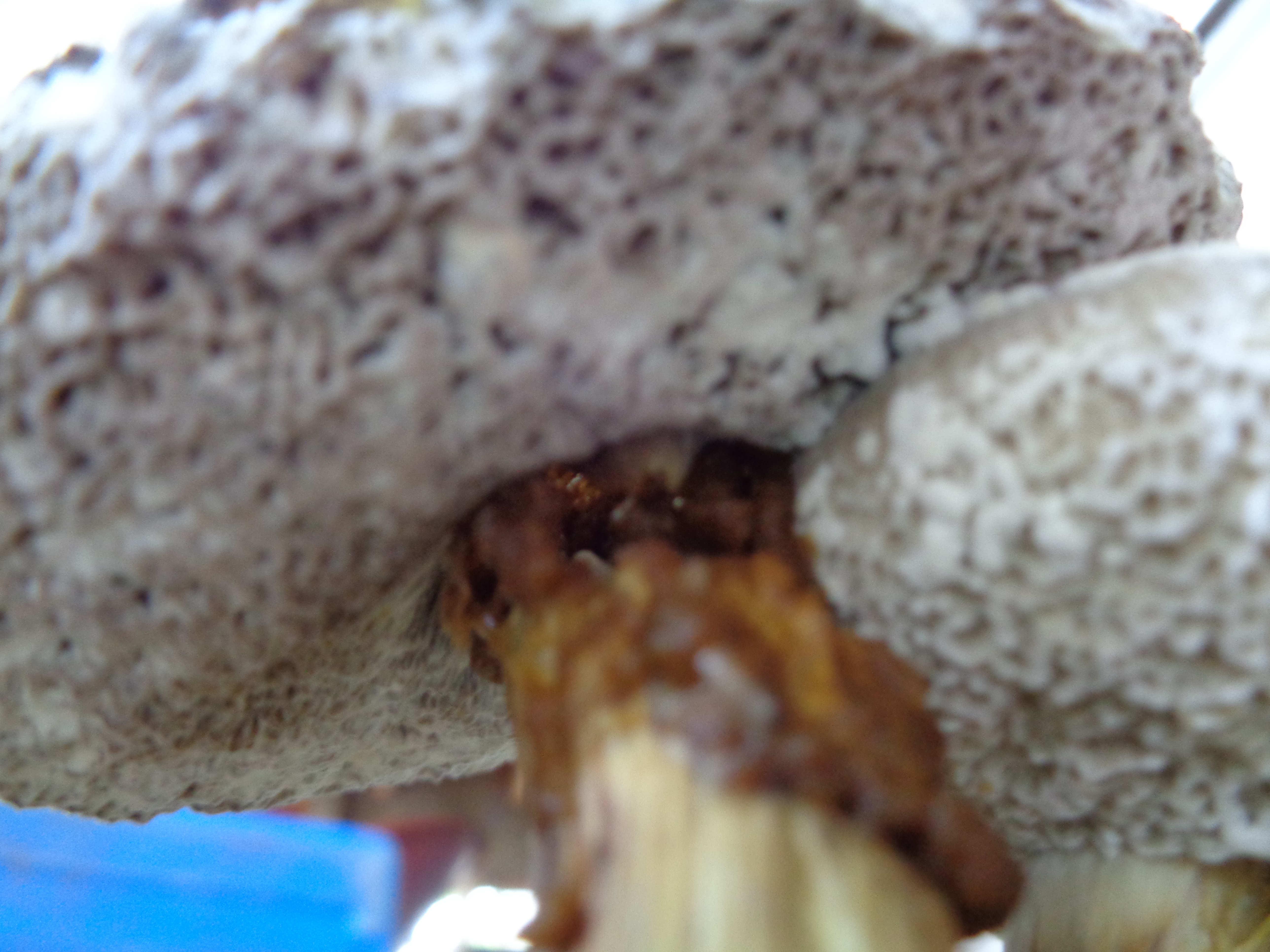 Dsc03434 from Fungus With ANTS 