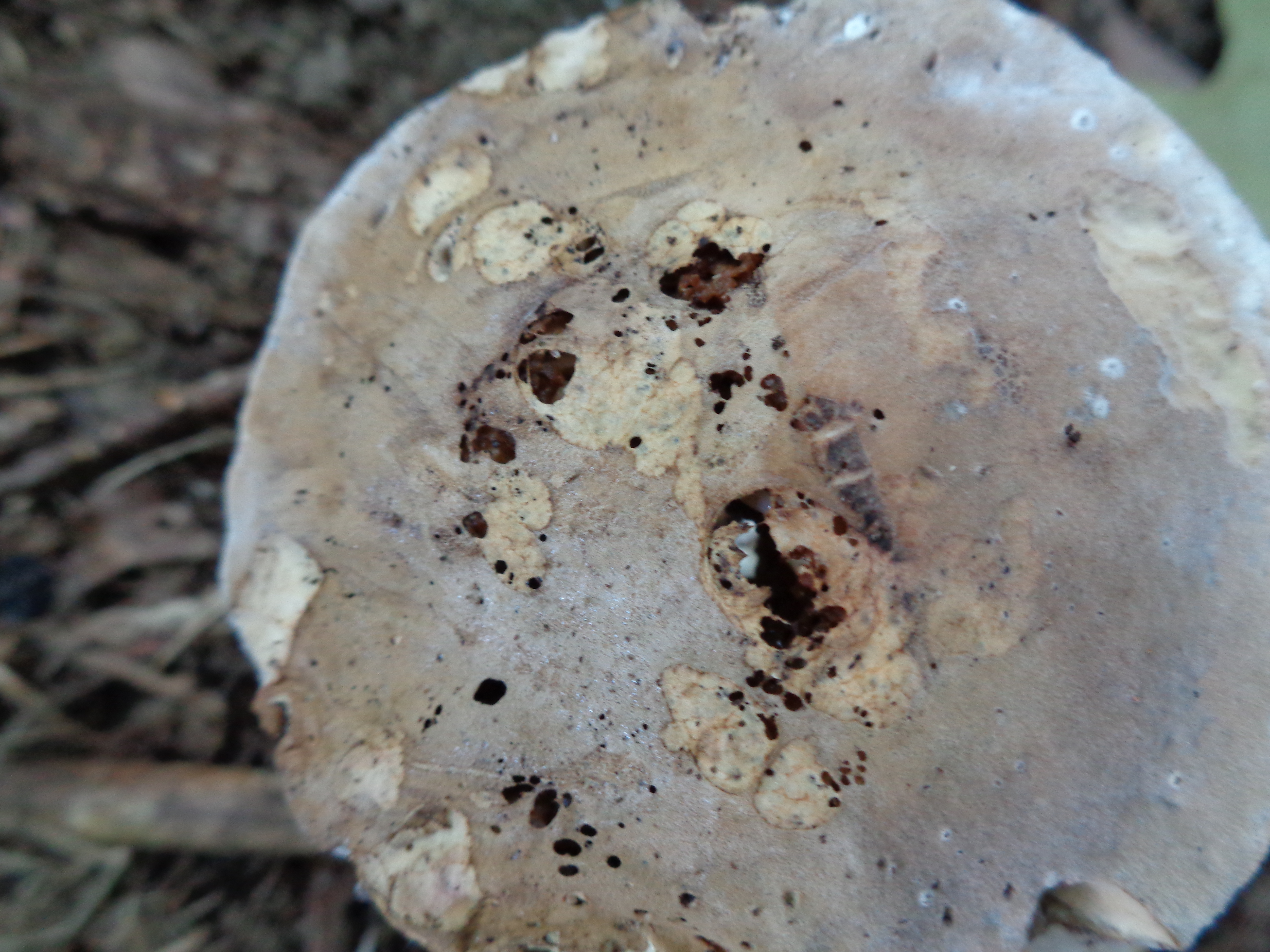 Dsc03435 from Fungus With ANTS 