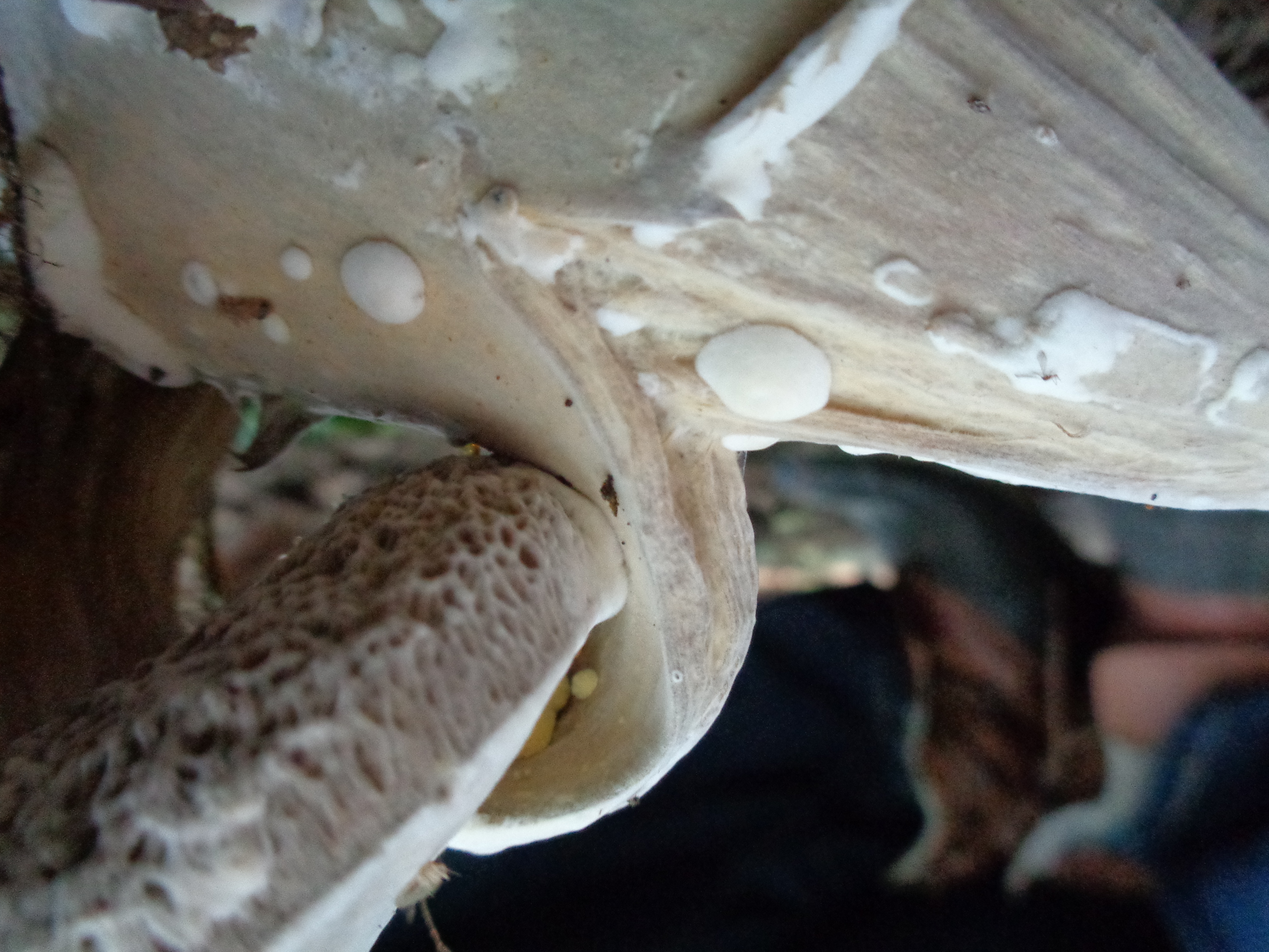 Dsc03437 from Fungus With ANTS 