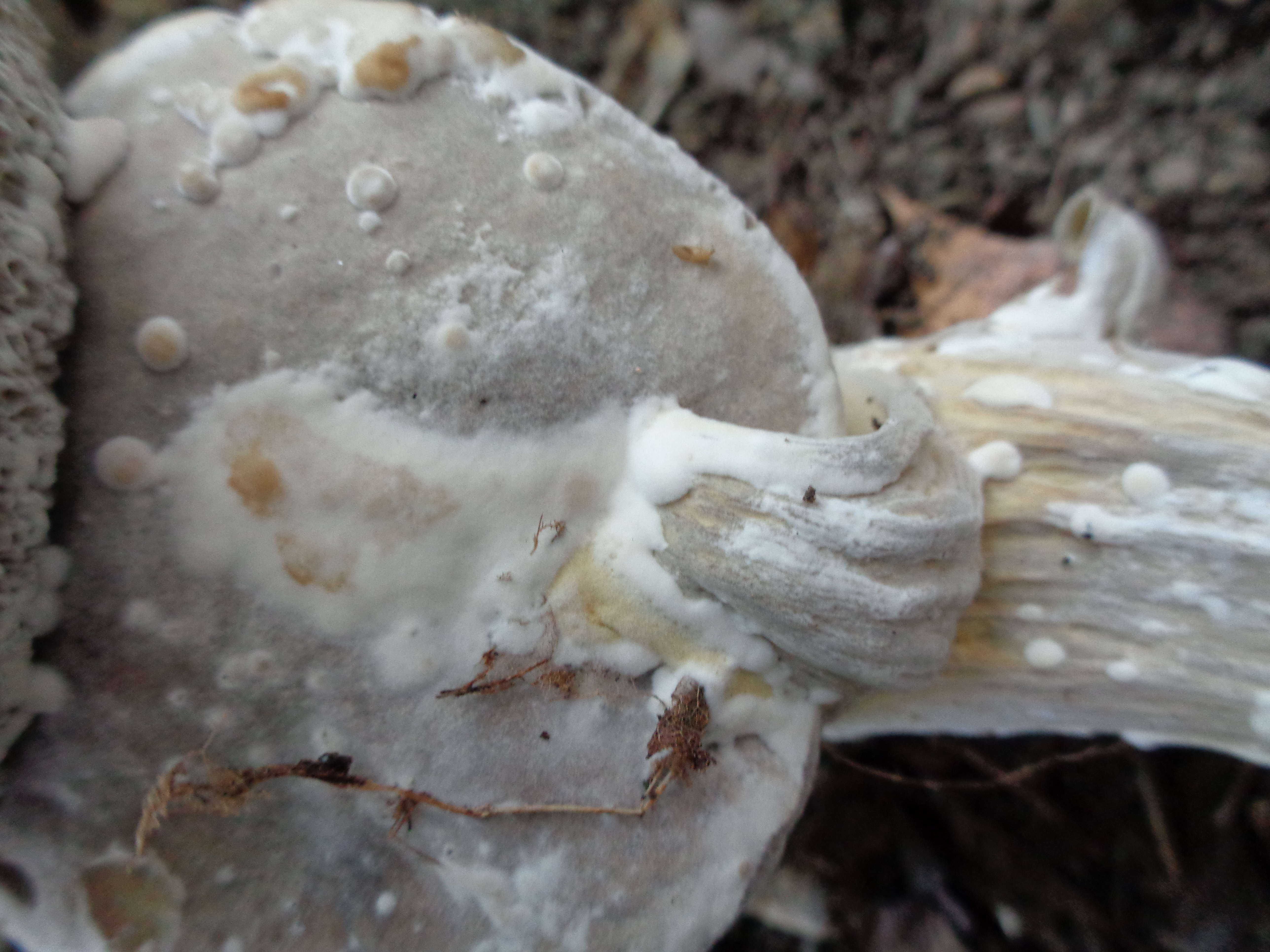 Dsc03443 from Fungus With ANTS 