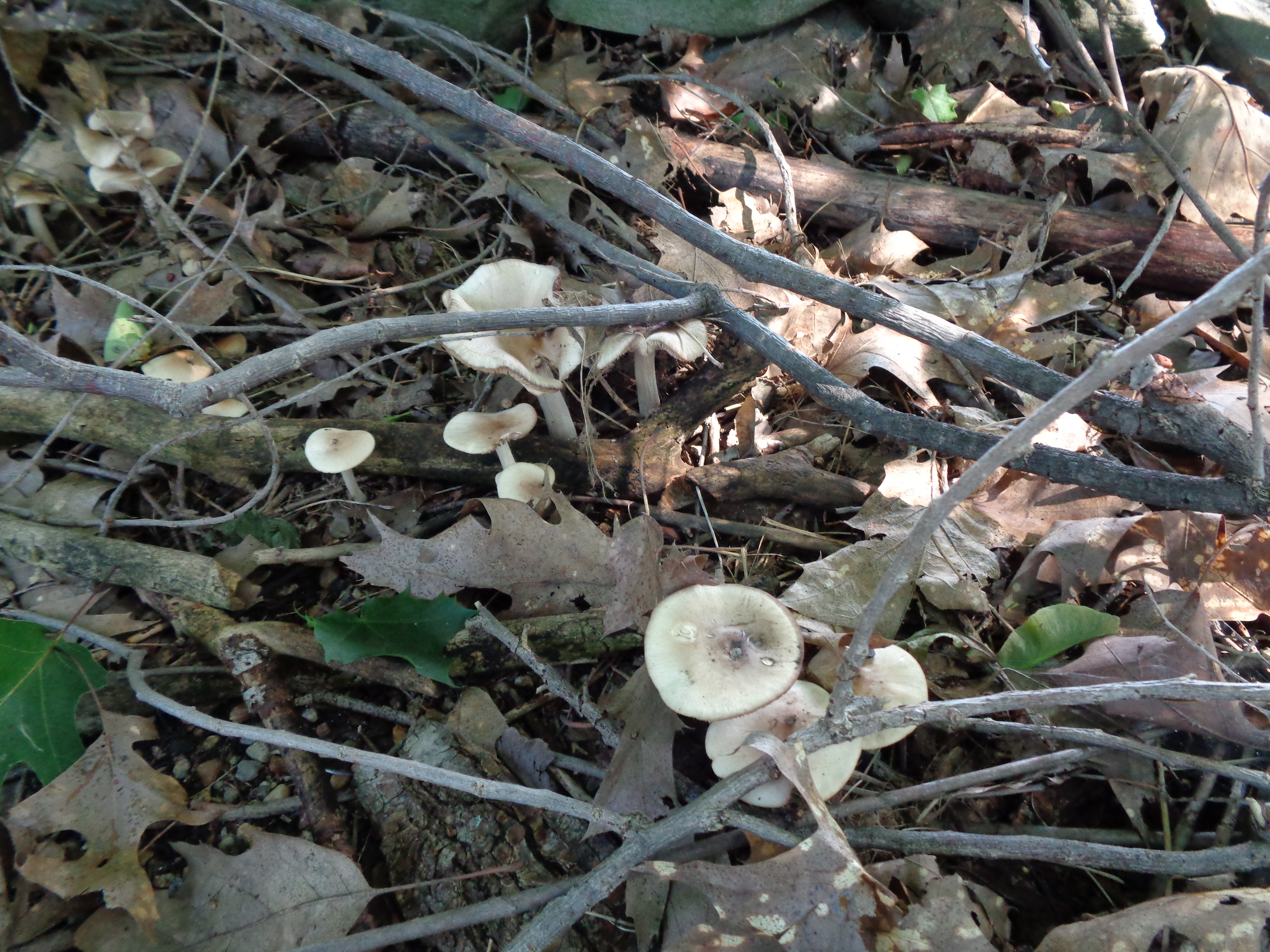 Dsc03445 from Fungus With ANTS 