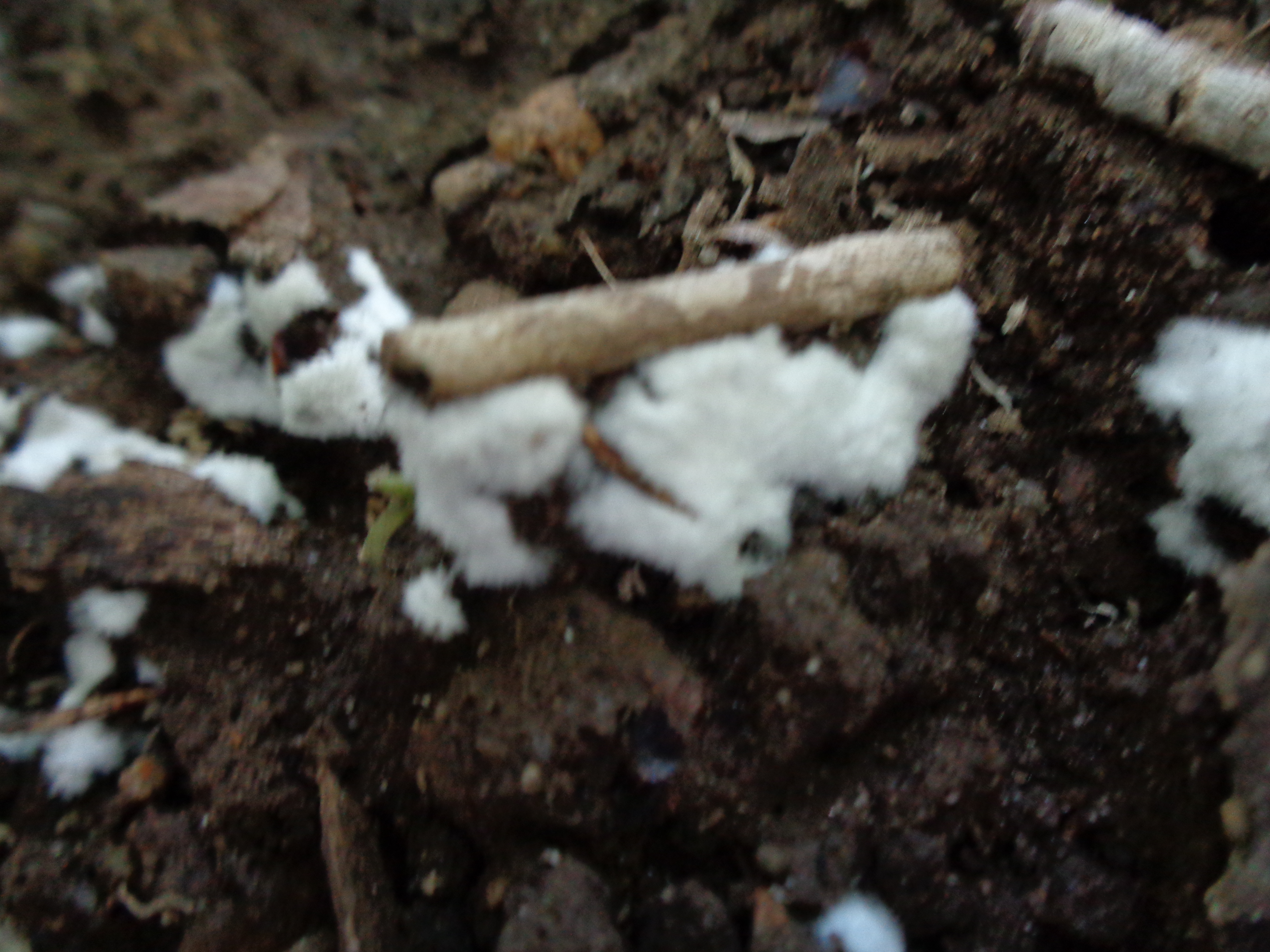 Dsc03446 from Fungus With ANTS 