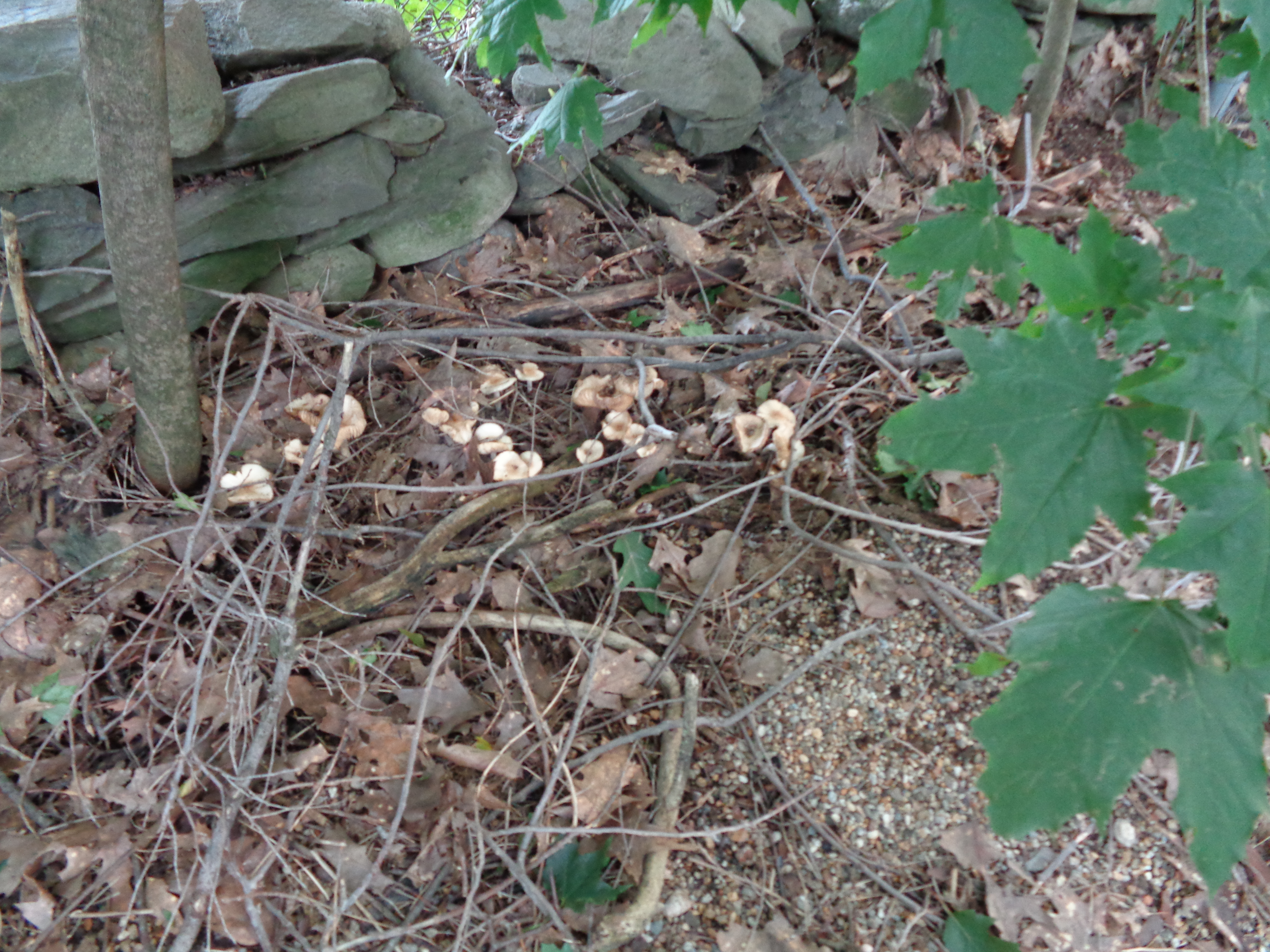 Dsc03451 from Fungus With ANTS 