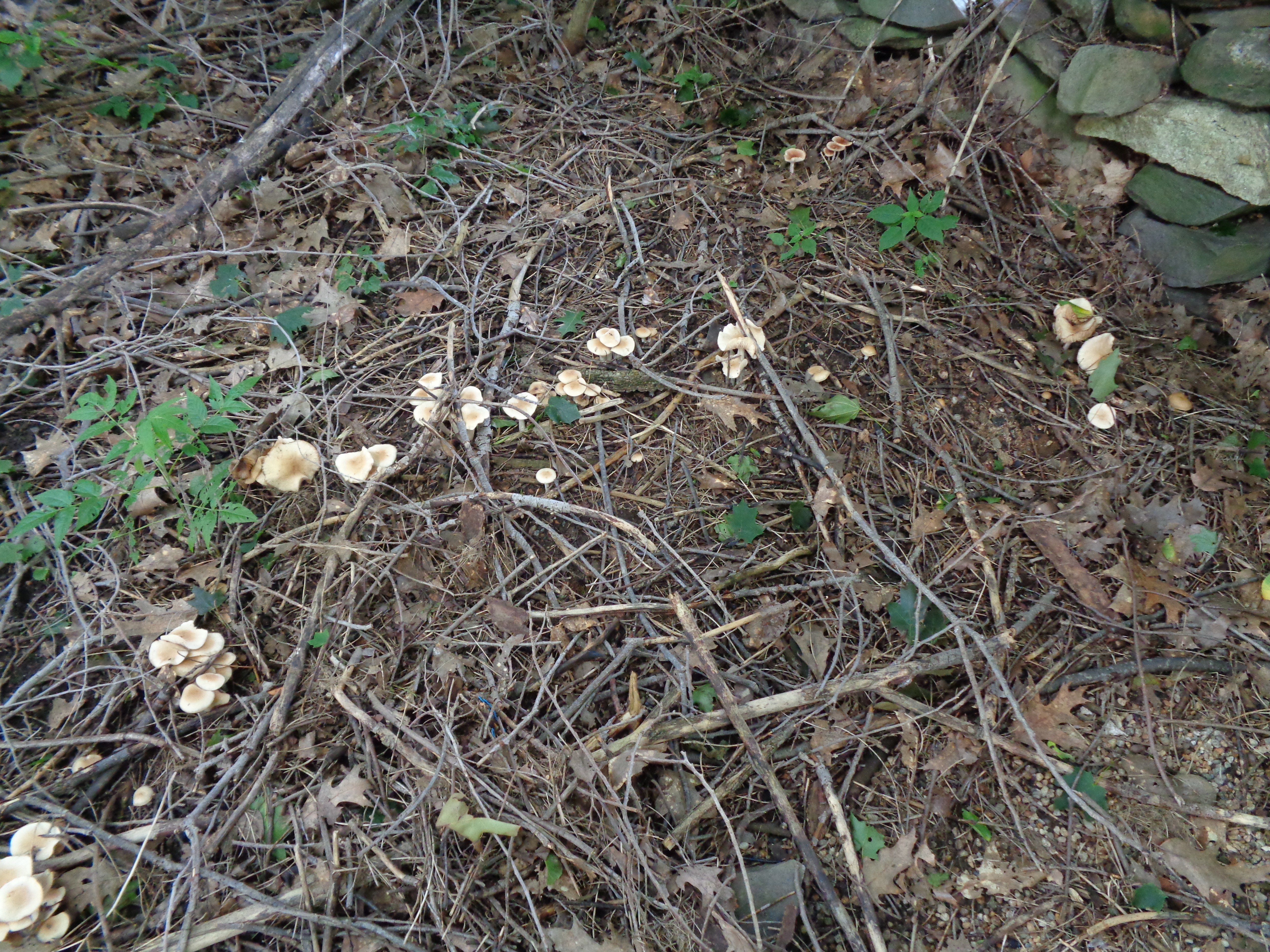 Dsc03452 from Fungus With ANTS 