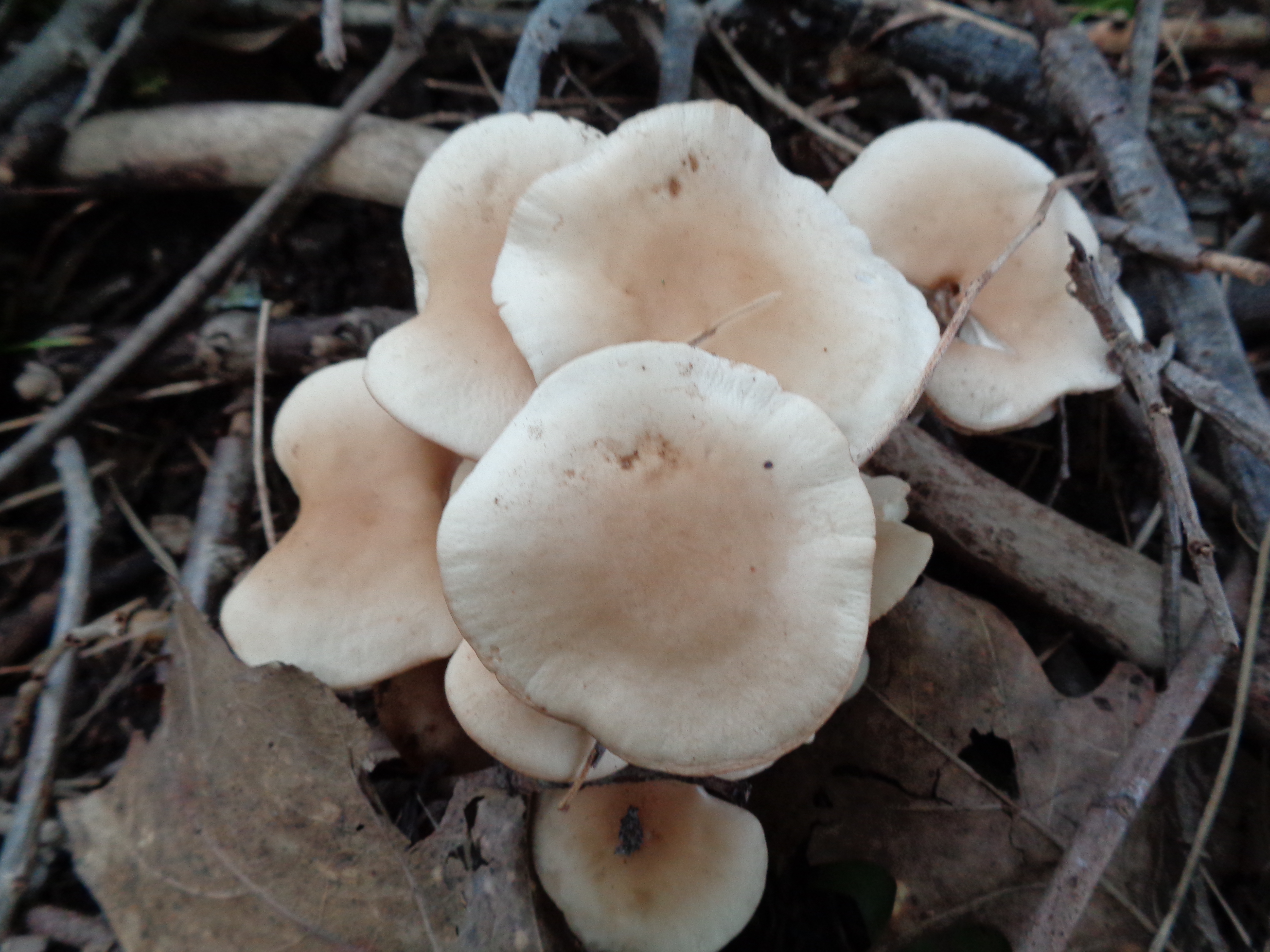 Dsc03454 from Fungus With ANTS 