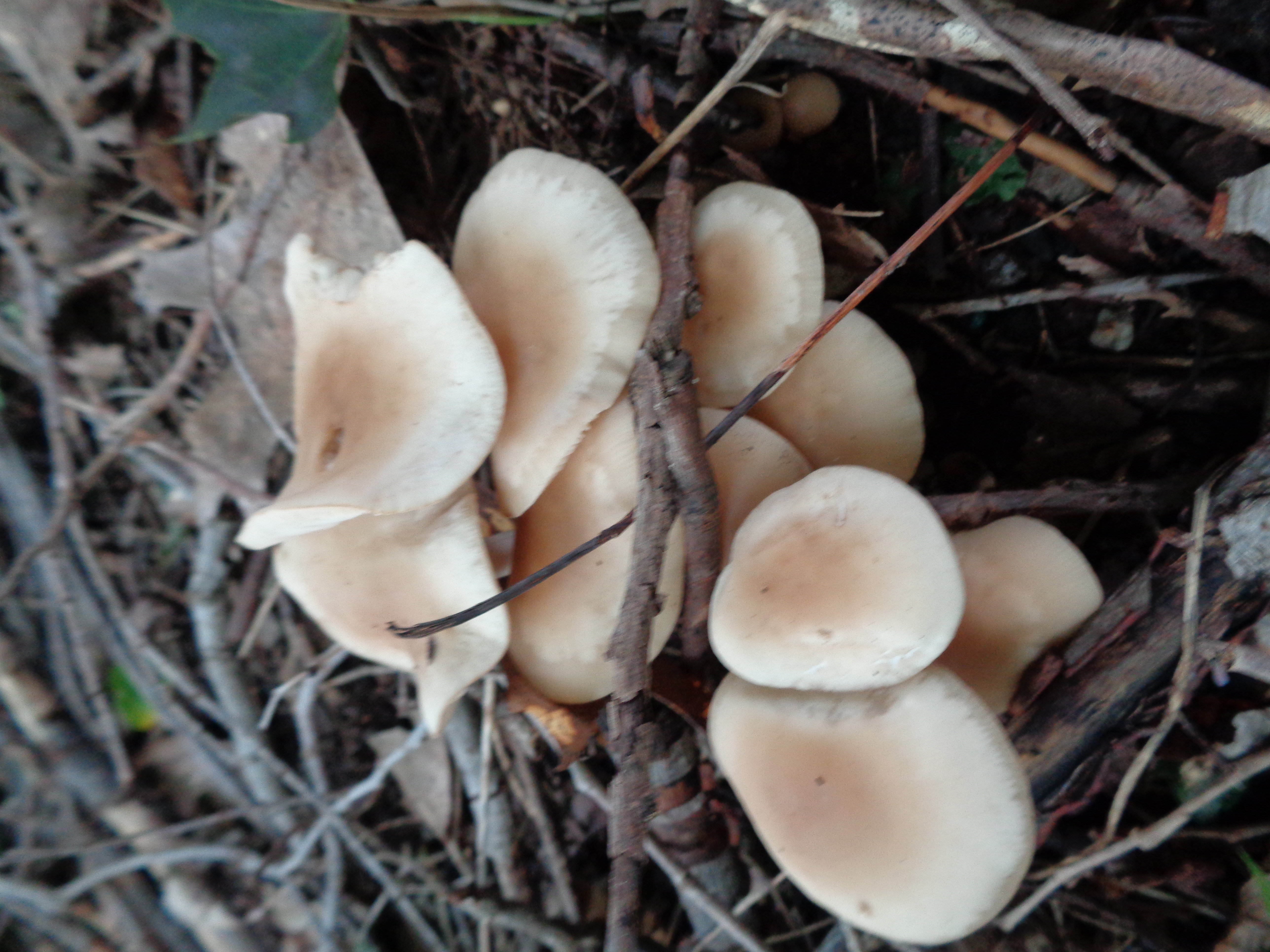Dsc03455 from Fungus With ANTS 