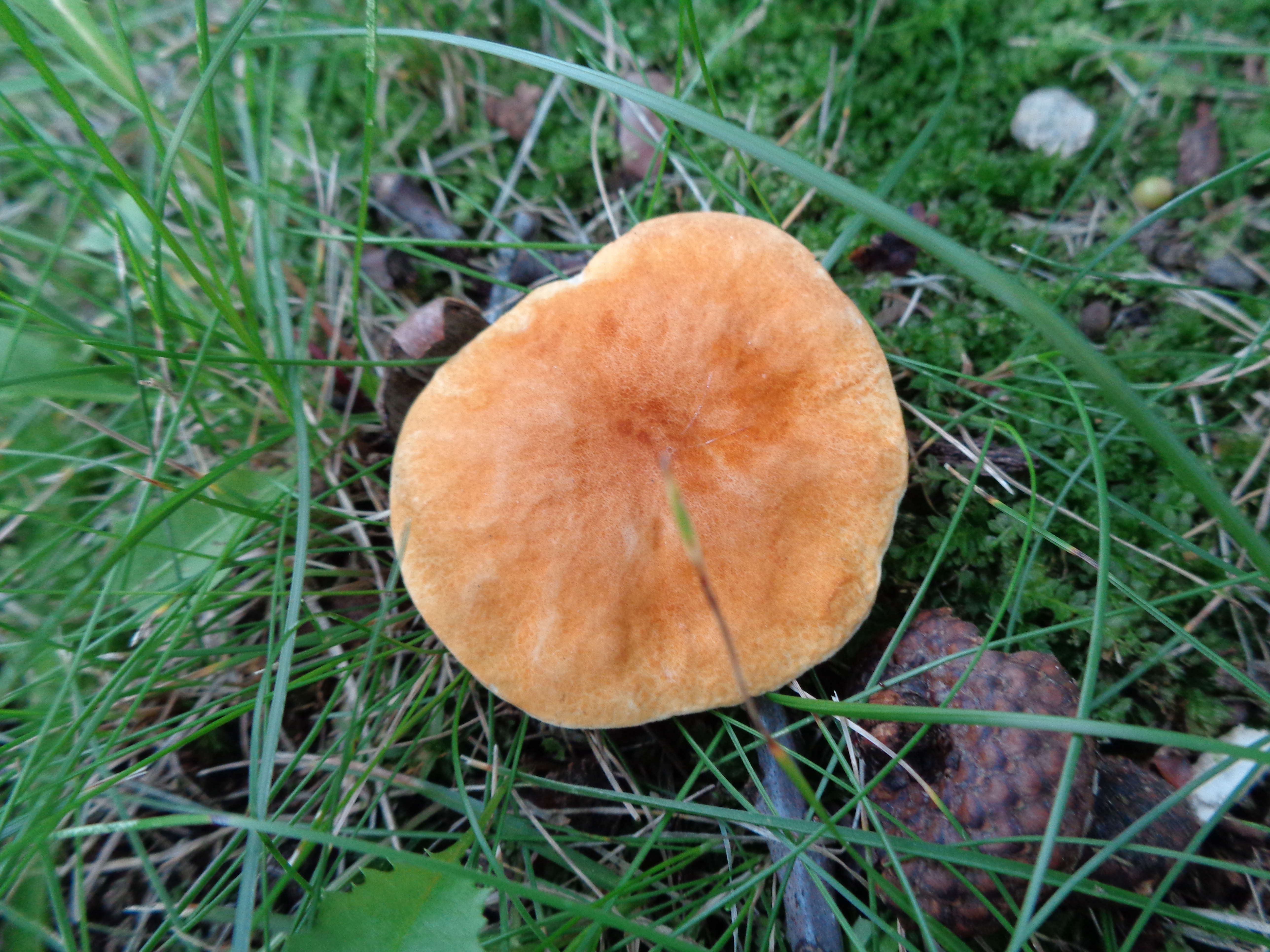 Dsc03457 from Fungus With ANTS 