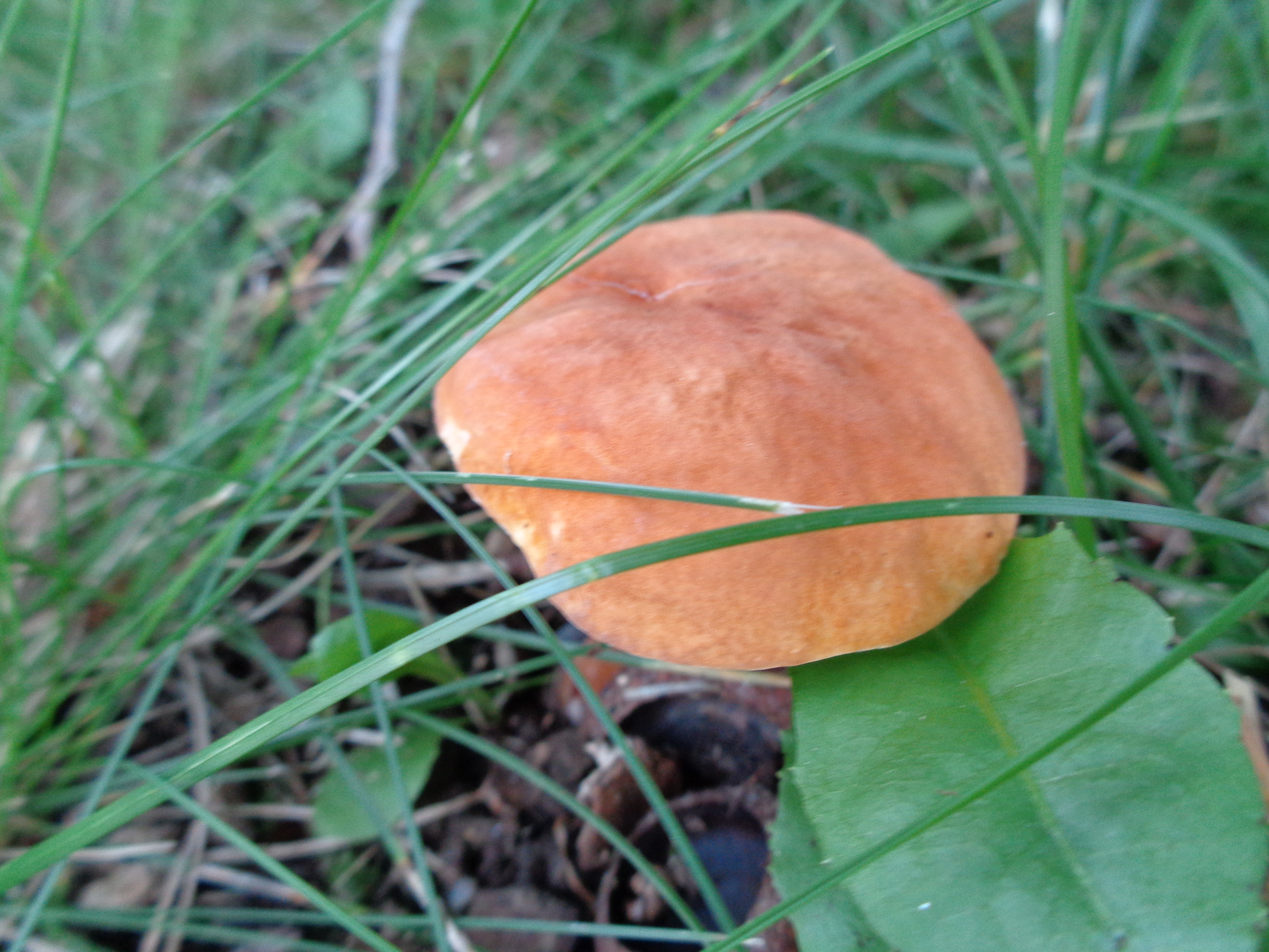 Dsc03458 from Fungus With ANTS 
