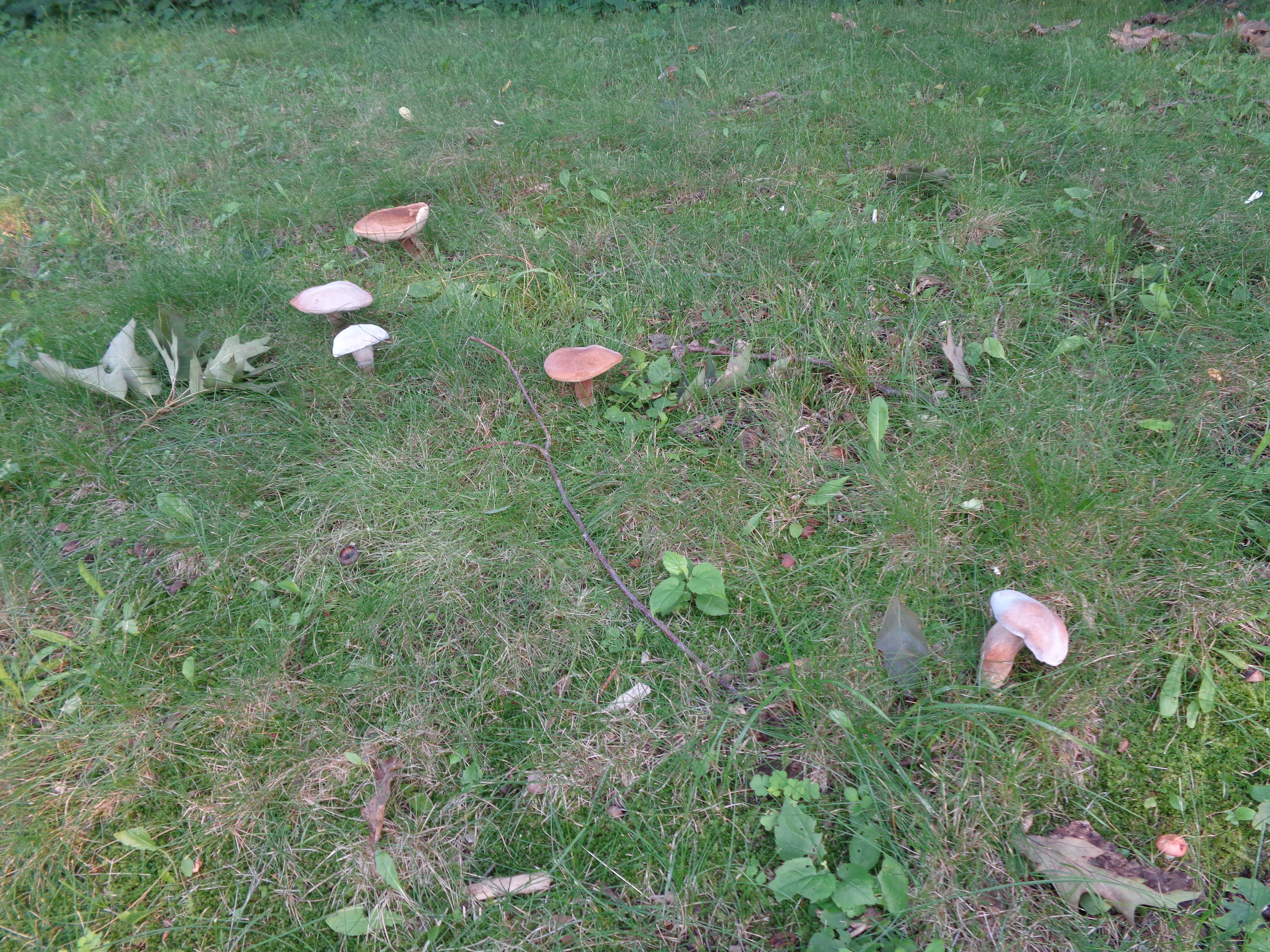 Dsc03459 from Fungus With ANTS 