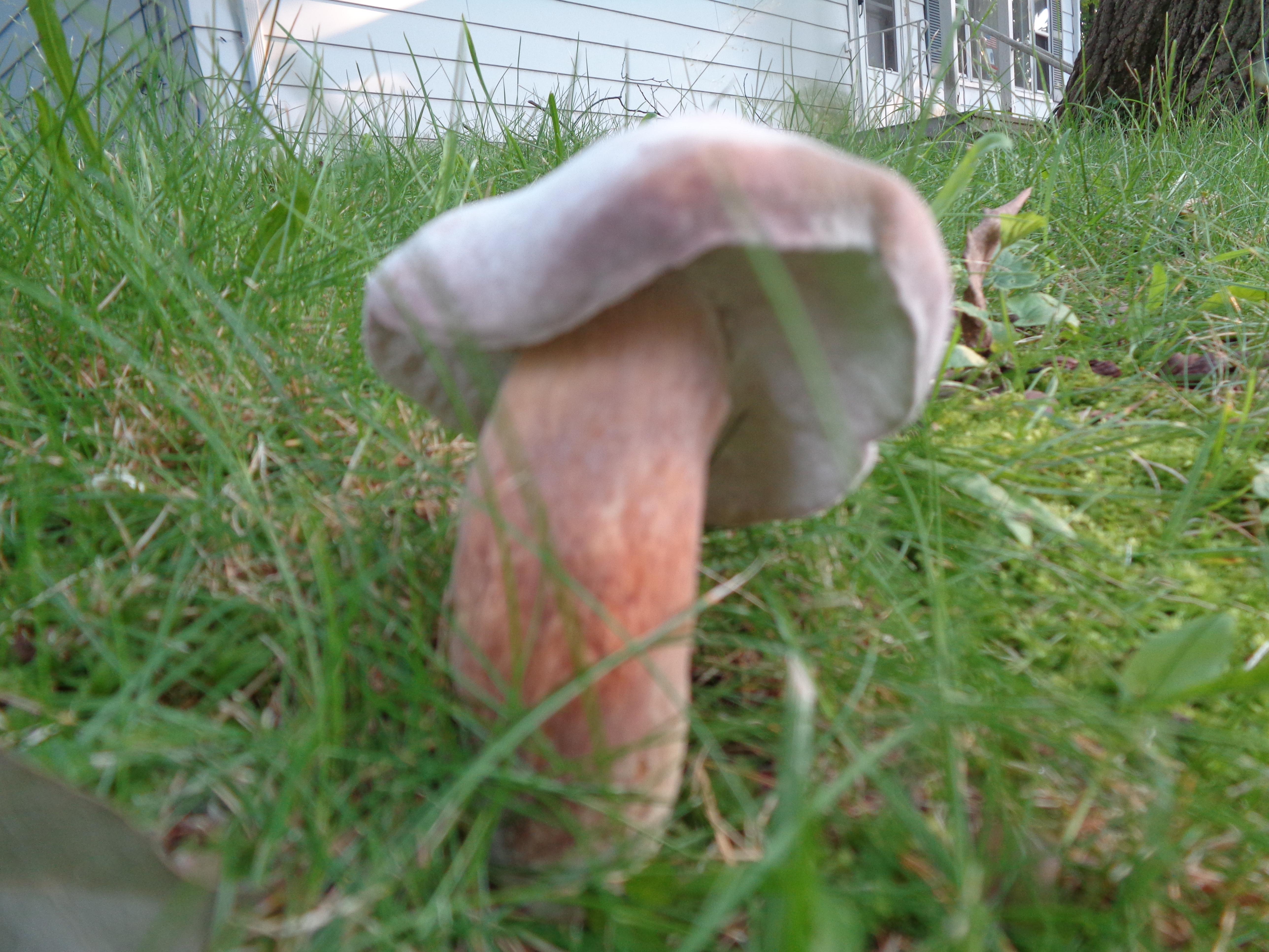 Dsc03460 from Fungus With ANTS 