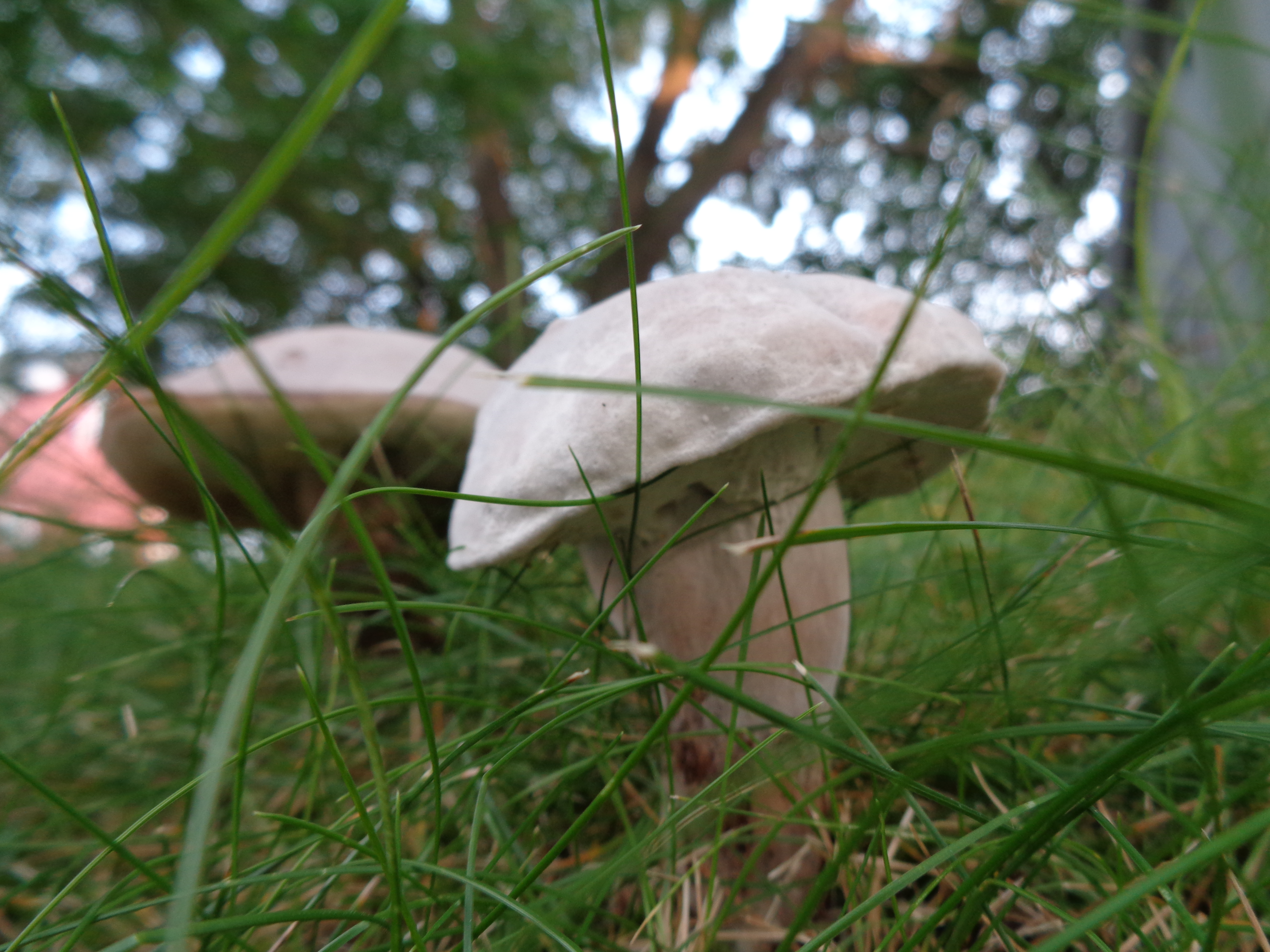 Dsc03461 from Fungus With ANTS 