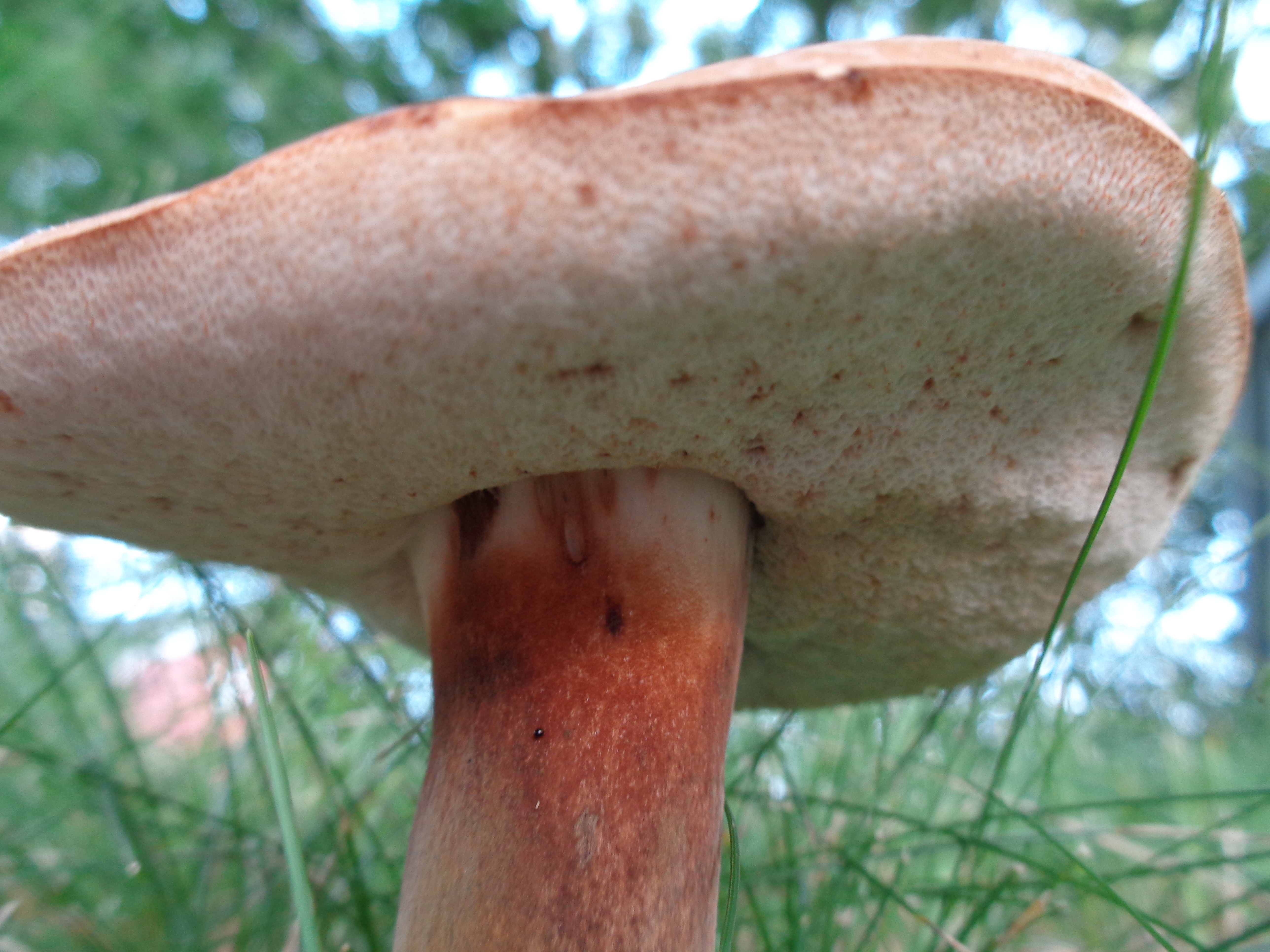 Dsc03462 from Fungus With ANTS 