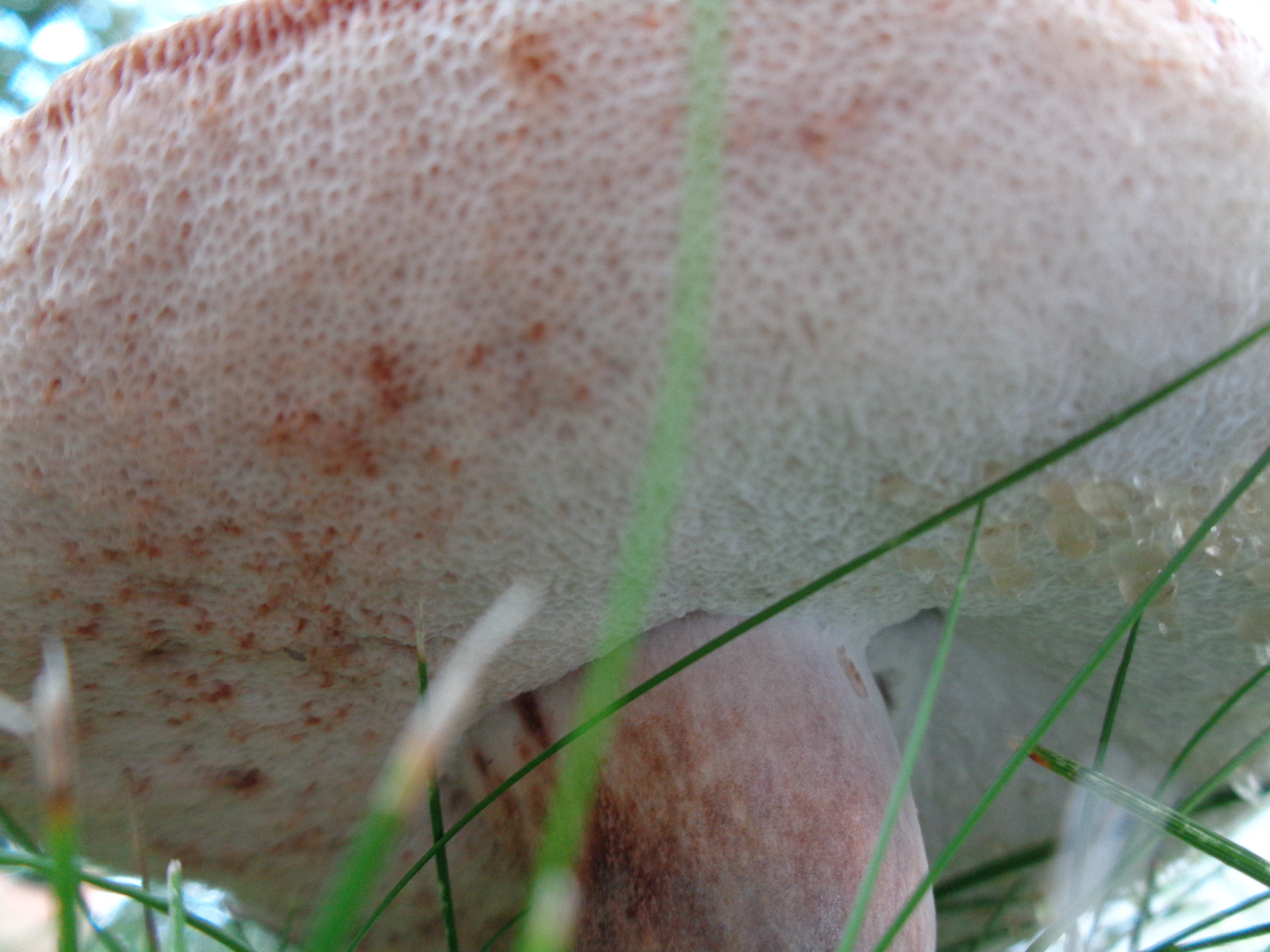 Dsc03465 from Fungus With ANTS 