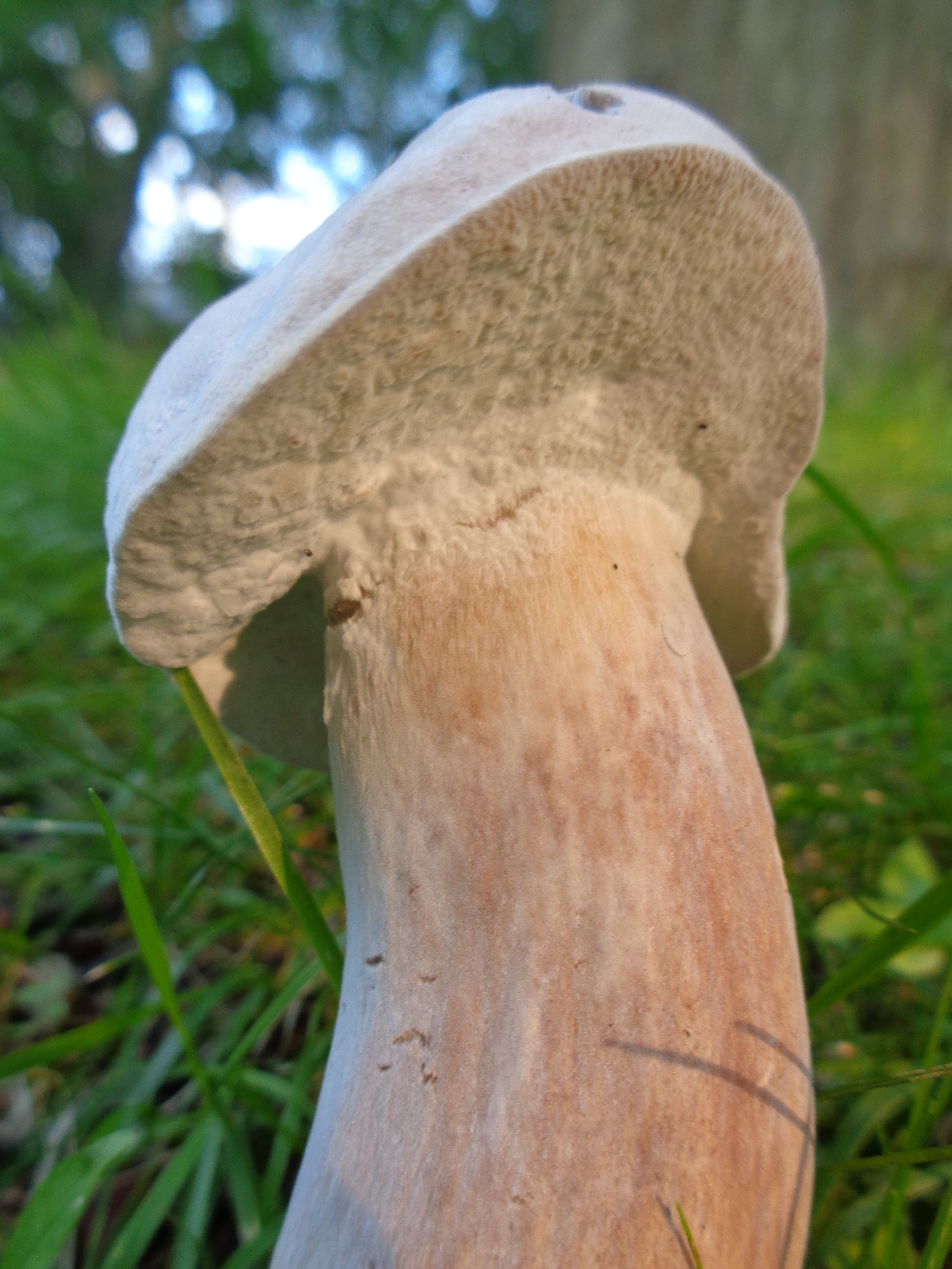 Dsc03473 from Fungus With ANTS 
