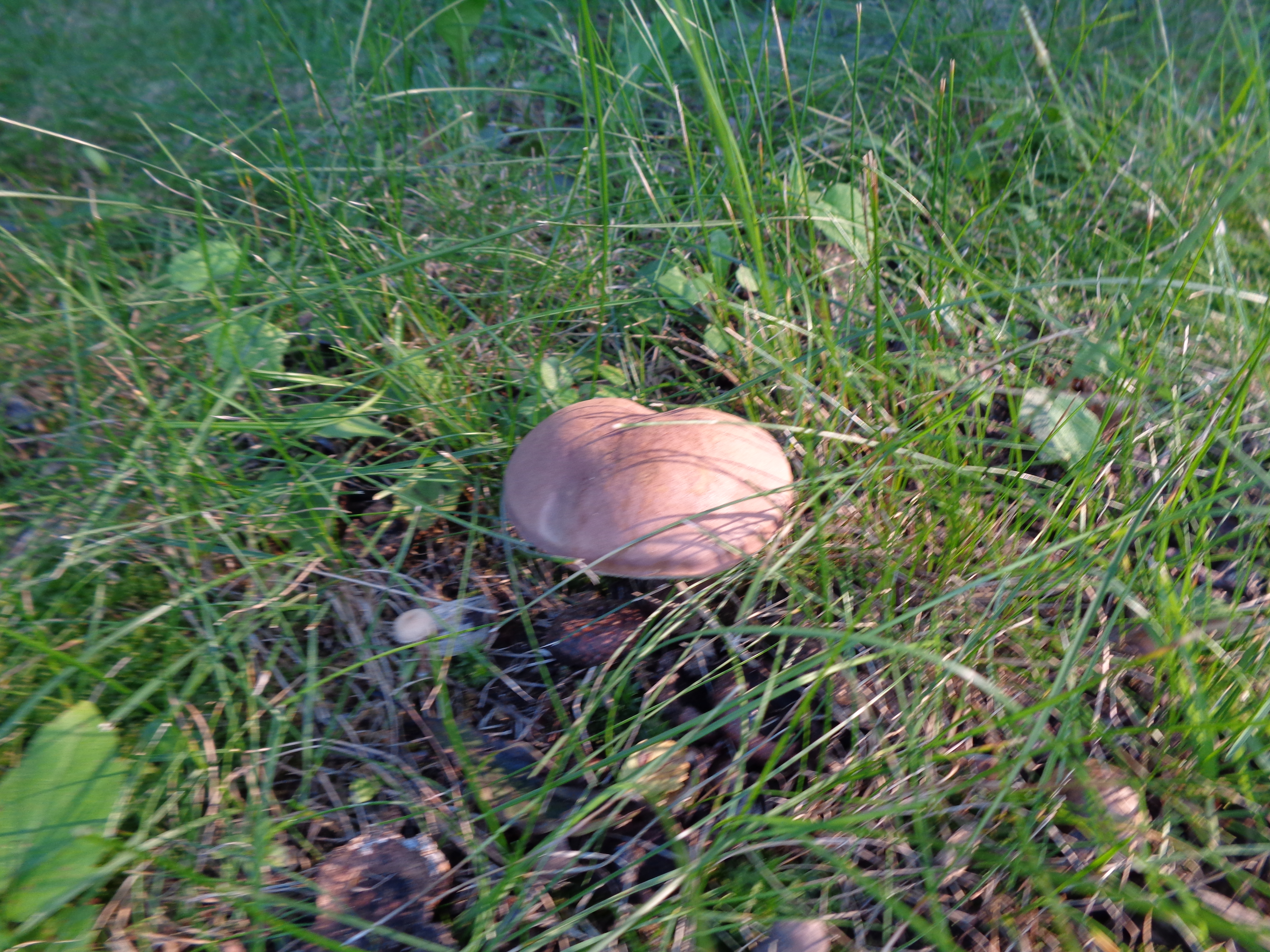 Dsc03474 from Fungus With ANTS 