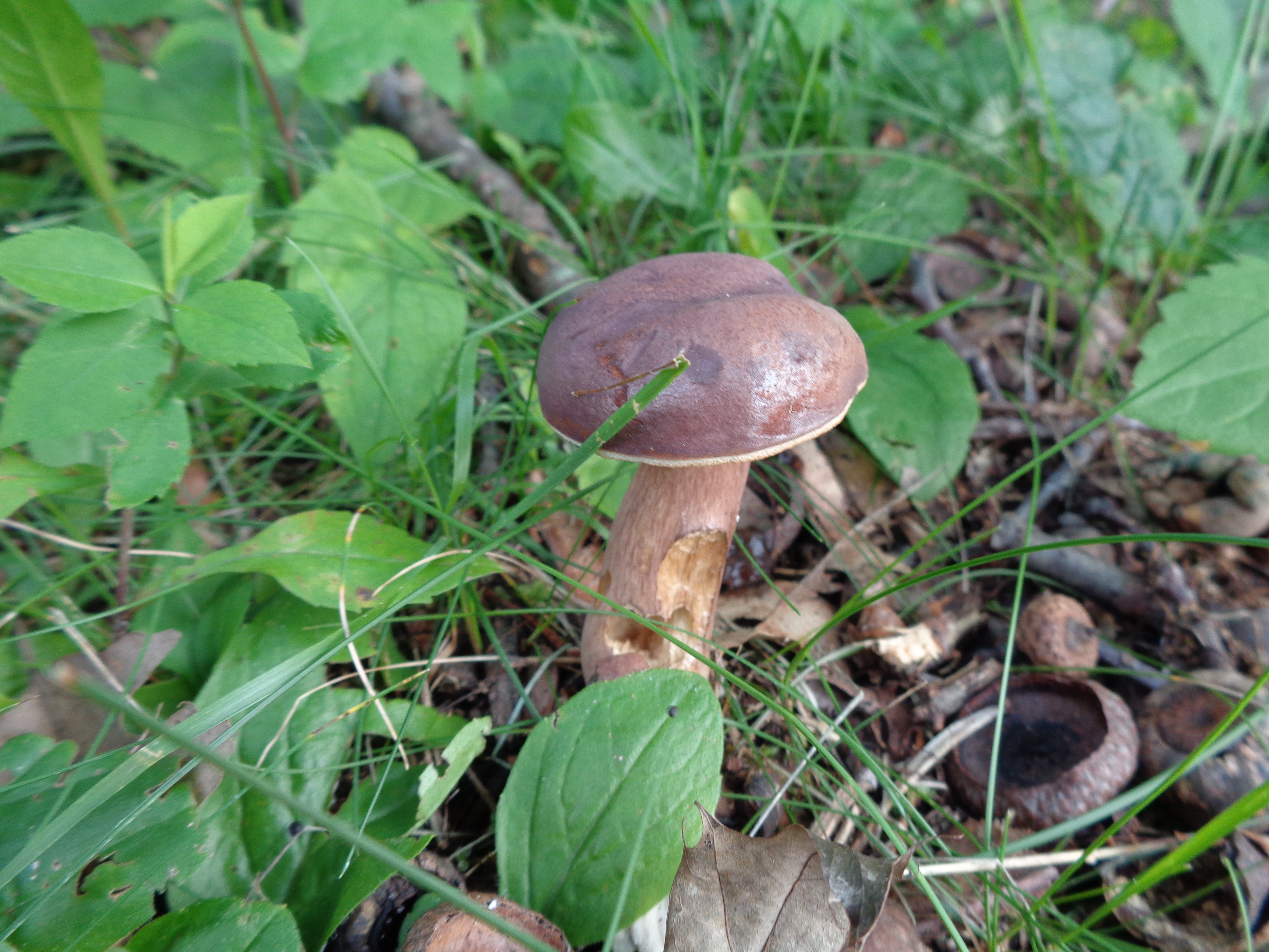 Dsc03476 from Fungus With ANTS 