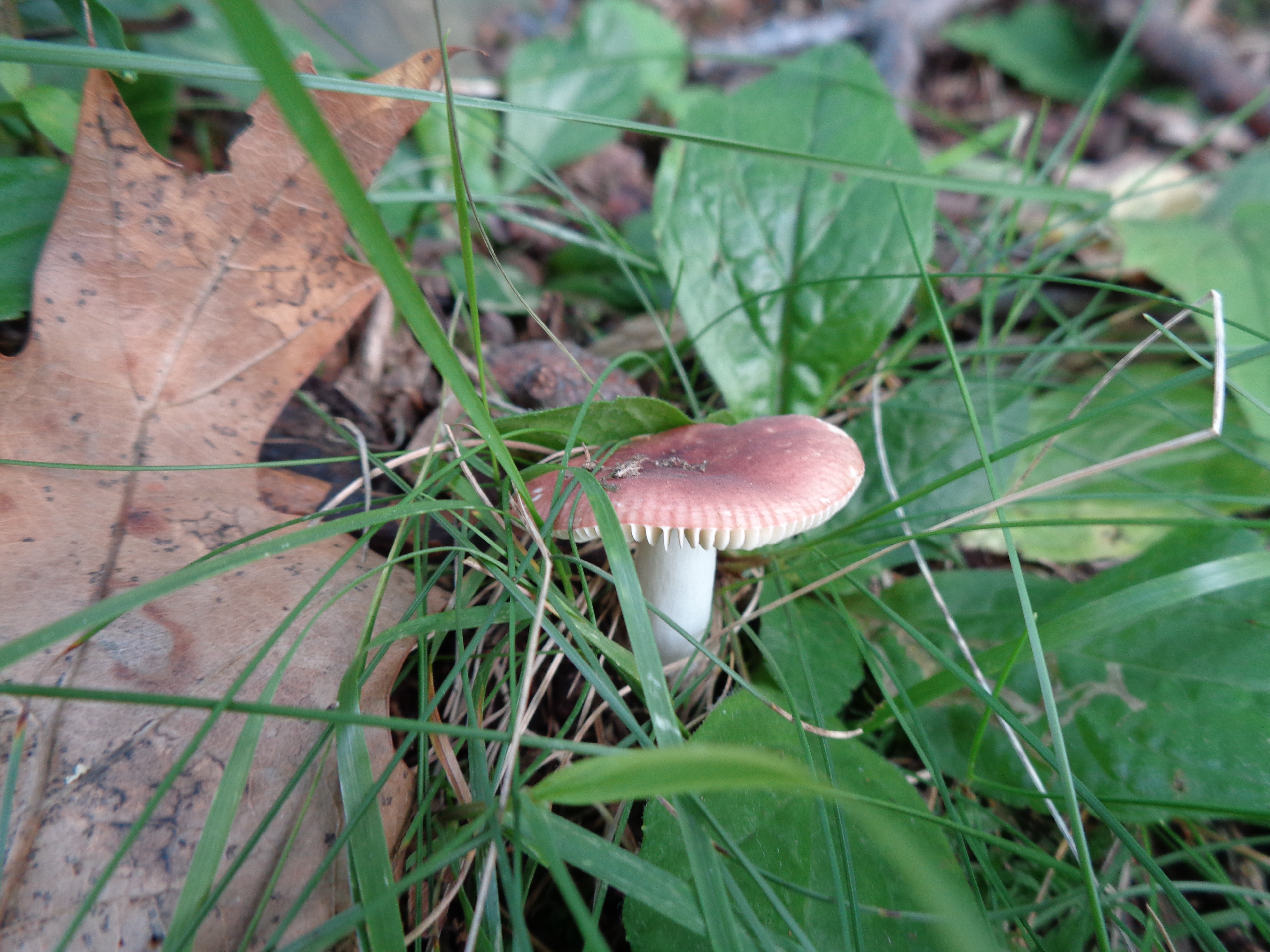 Dsc03477 from Fungus With ANTS 
