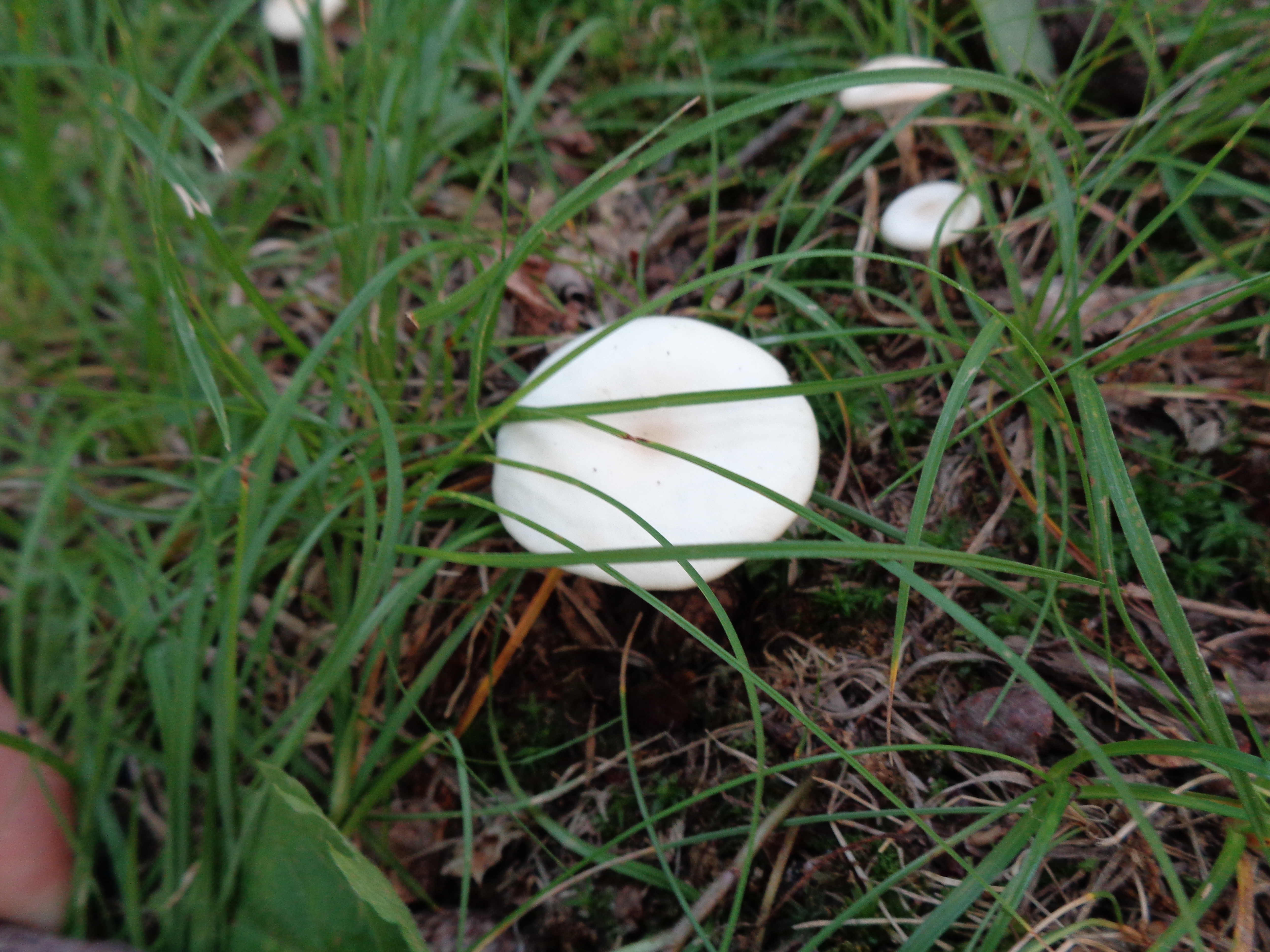 Dsc03478 from Fungus With ANTS 