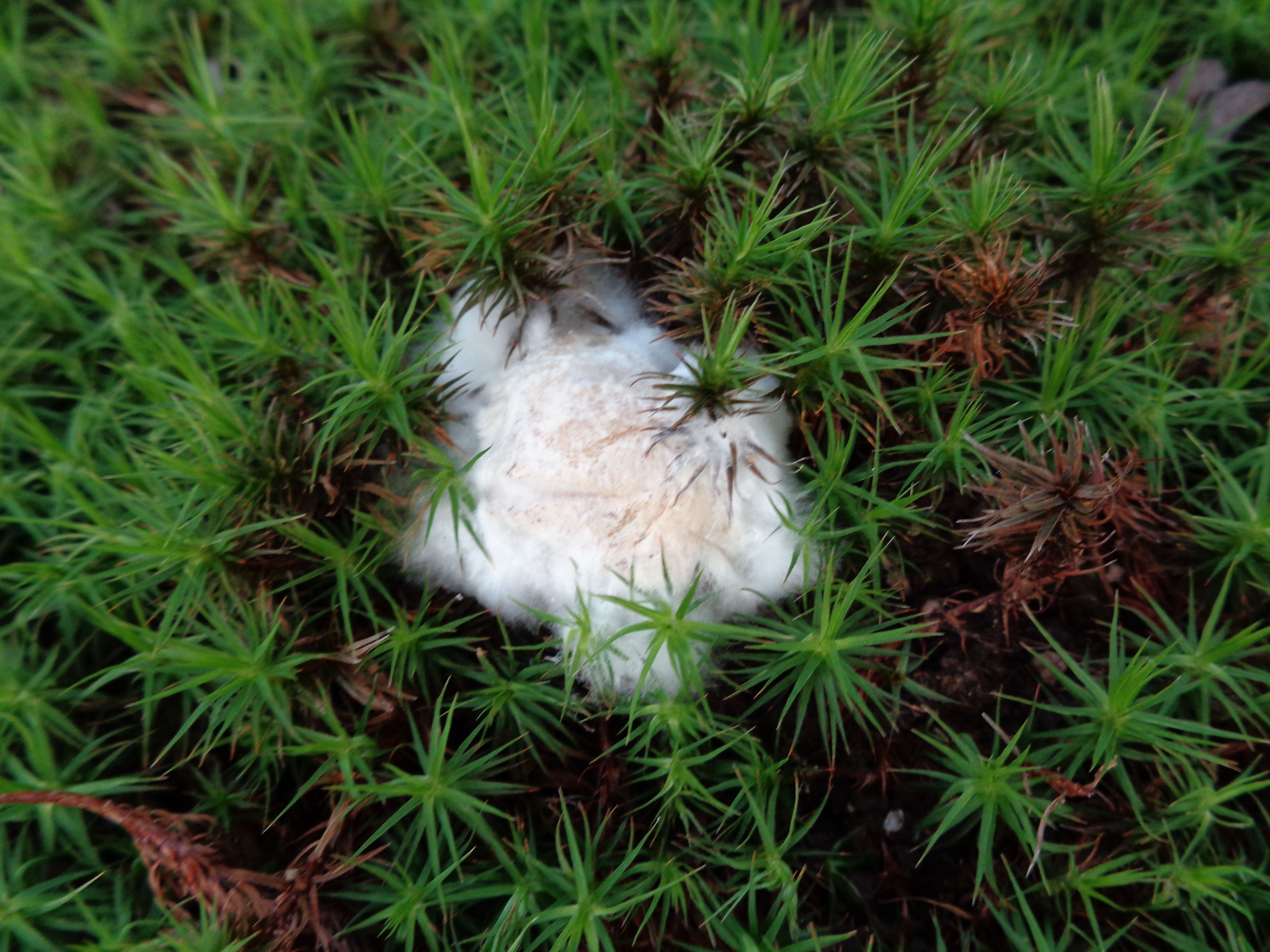 Dsc03483 from Fungus With ANTS 