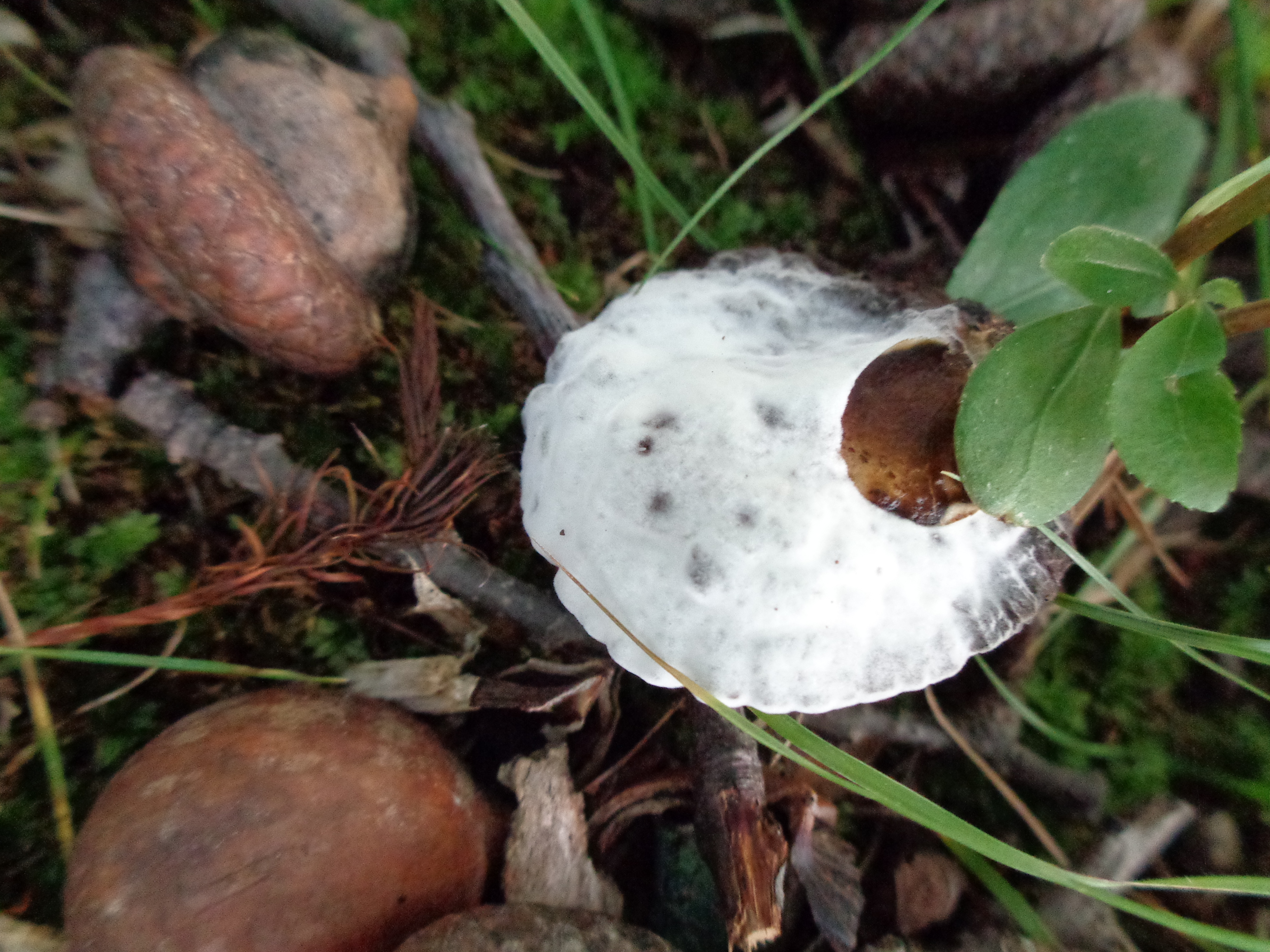 Dsc03486 from Fungus With ANTS 