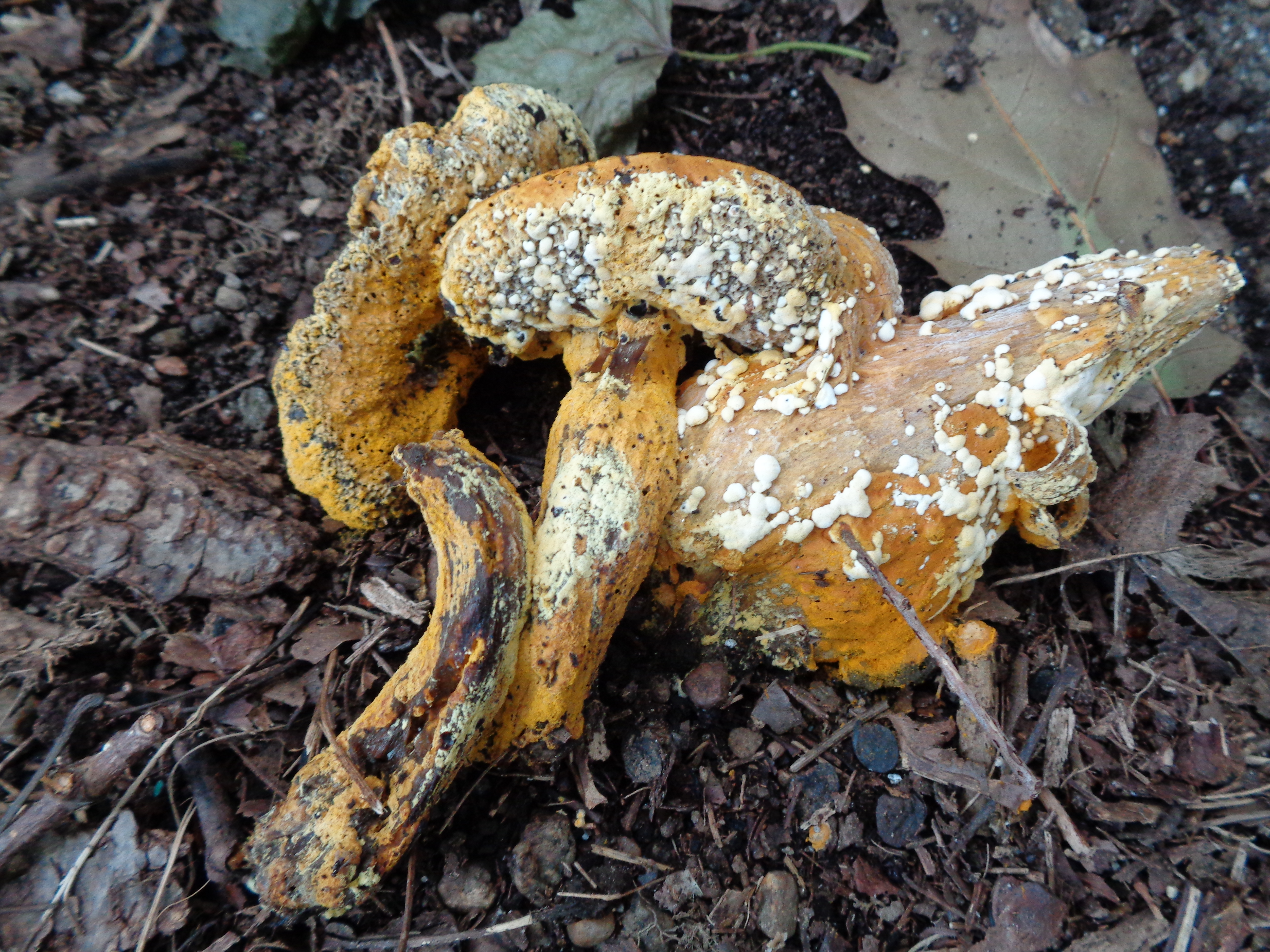 Dsc03488 from Fungus With ANTS 