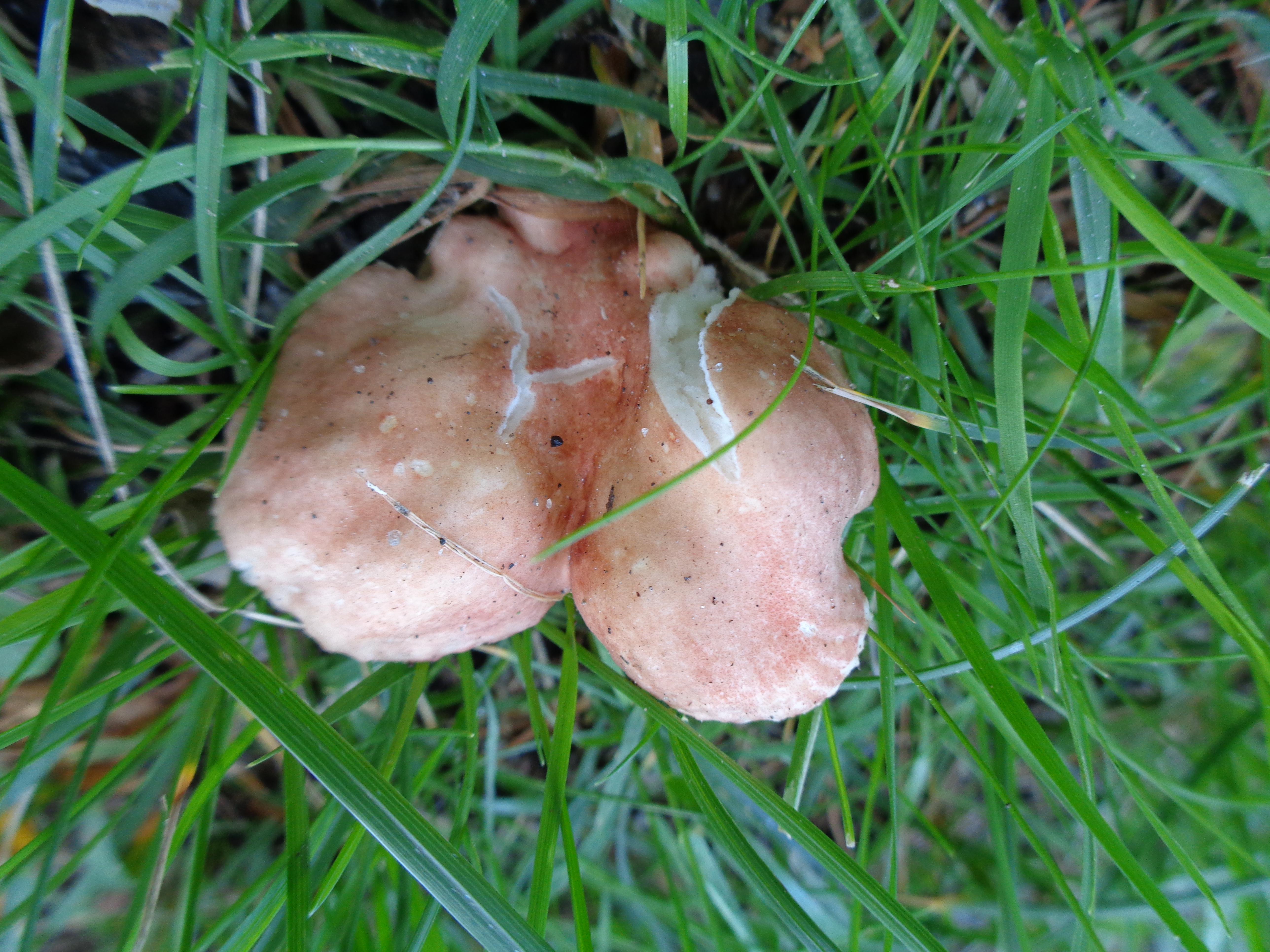 Dsc03490 from Fungus With ANTS 