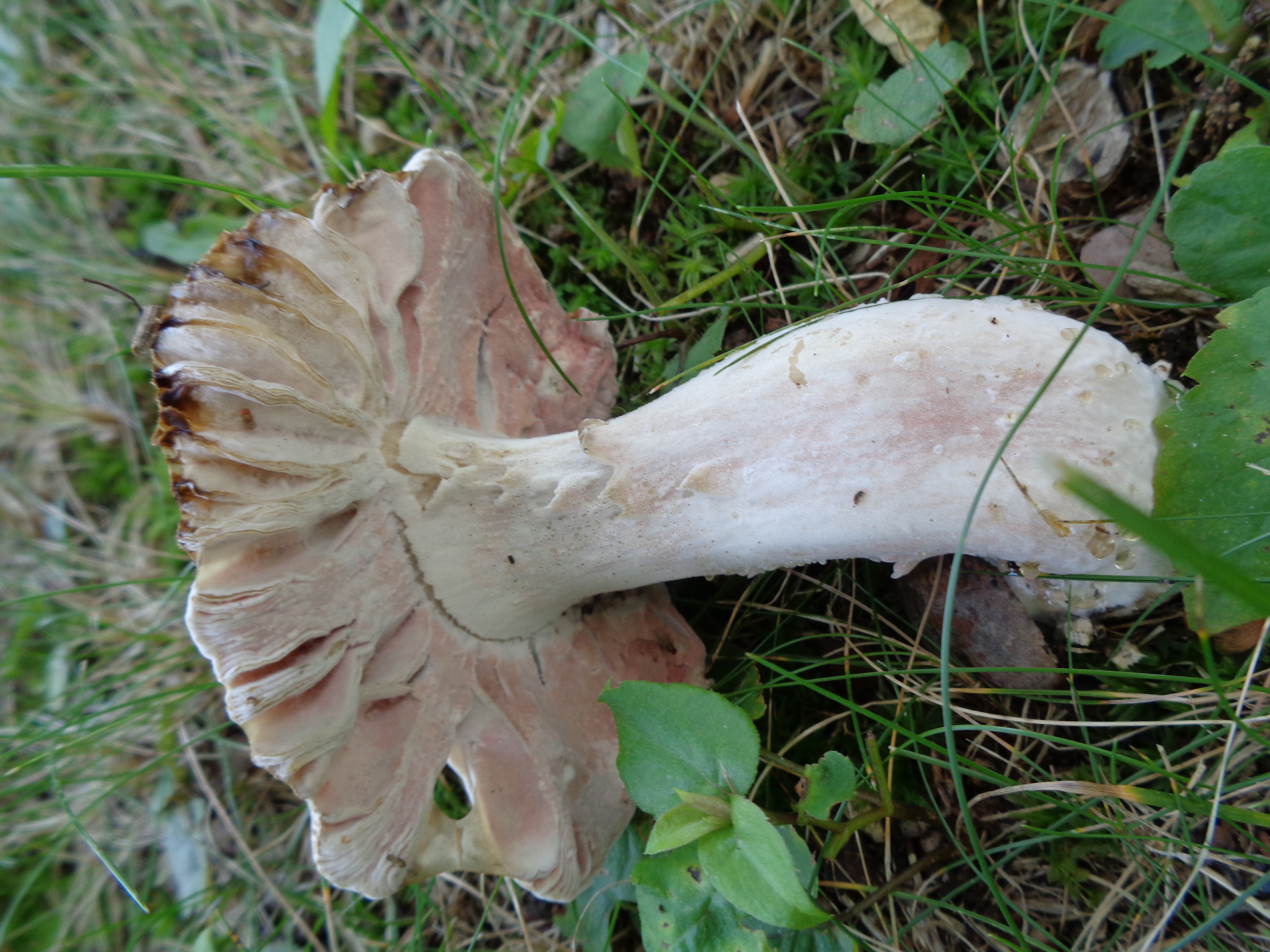 Dsc03491 from Fungus With ANTS 