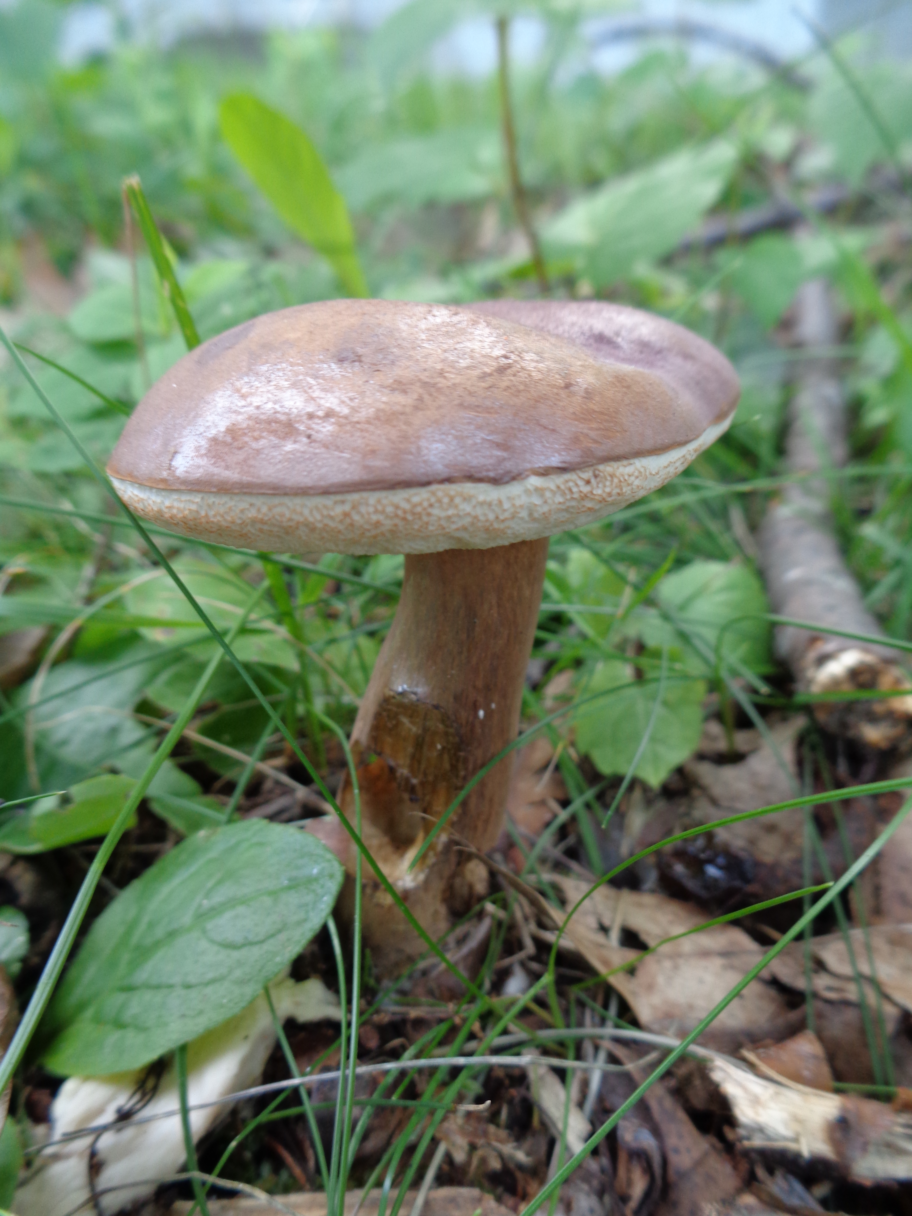 Dsc03492 from Fungus With ANTS 