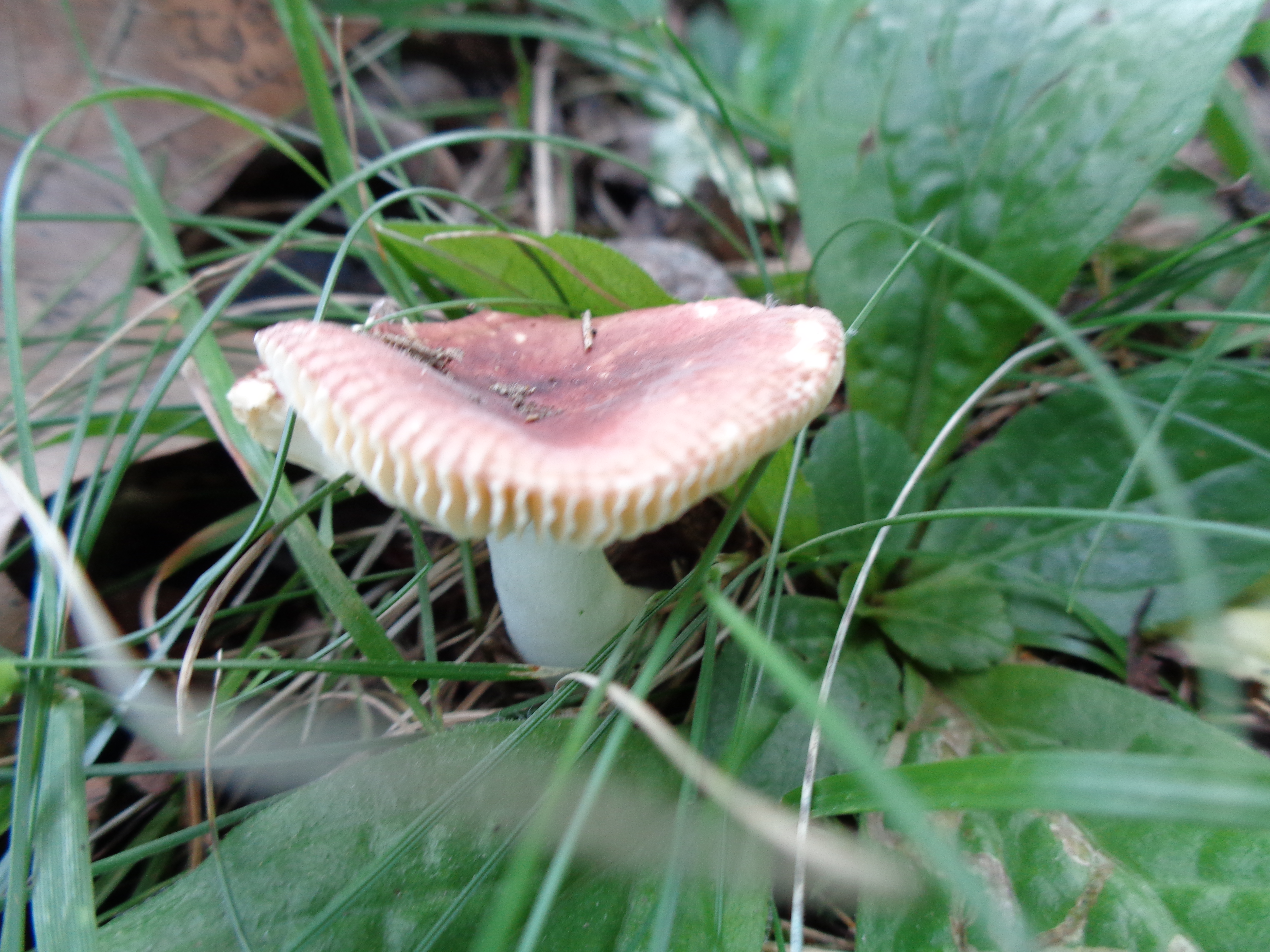 Dsc03493 from Fungus With ANTS 