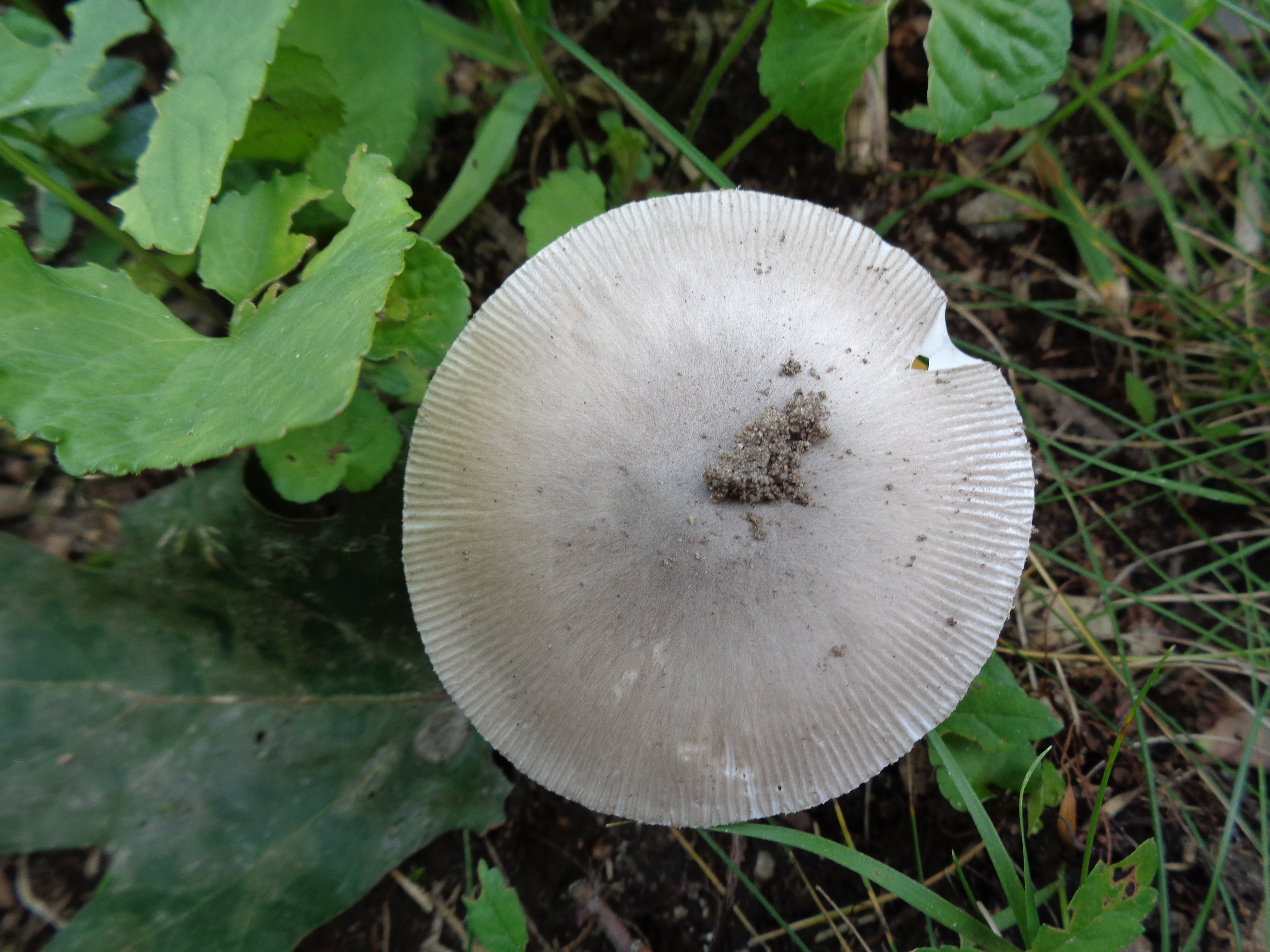 Dsc03494 from Fungus With ANTS 