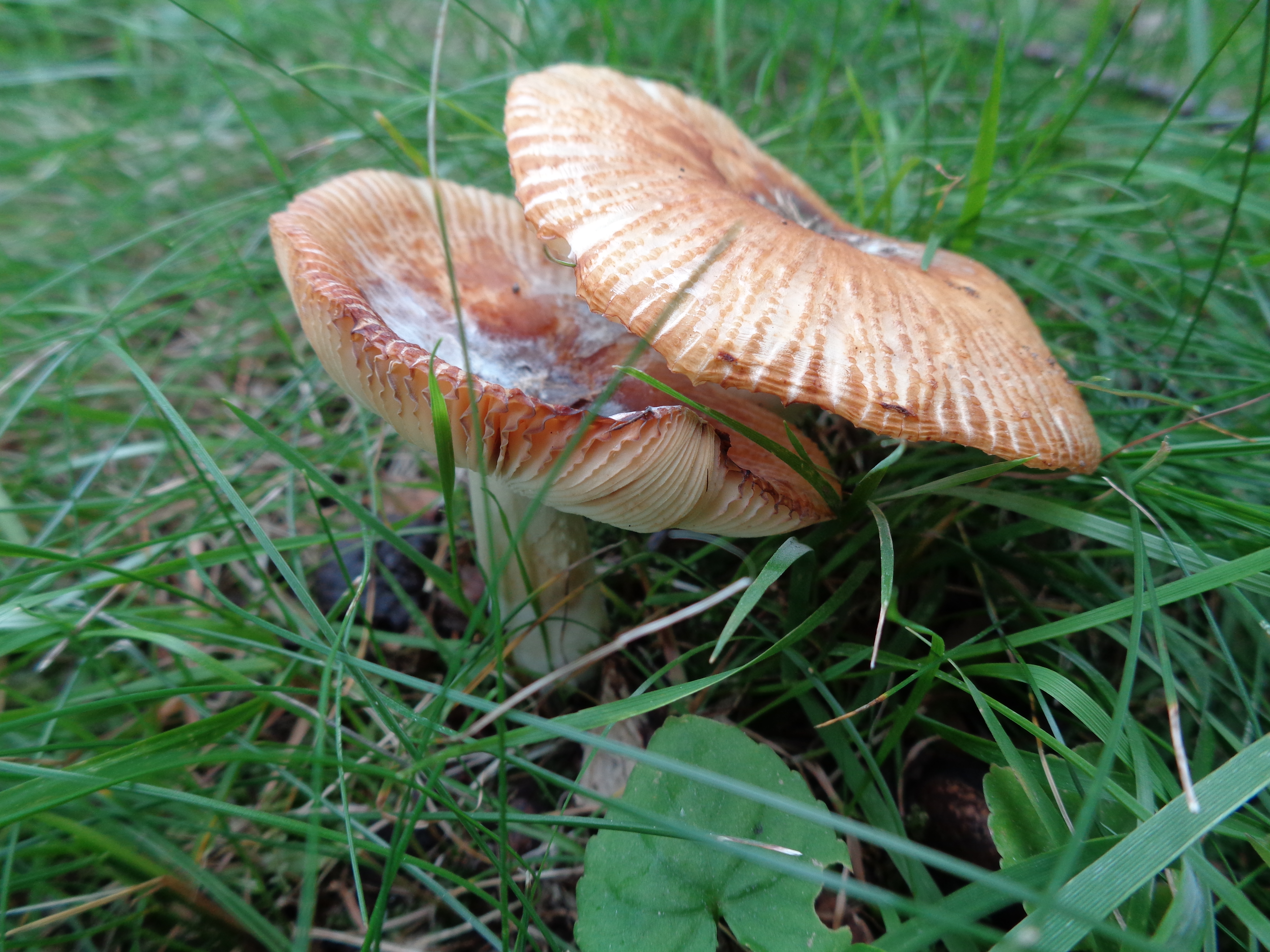 Dsc03495 from Fungus With ANTS 