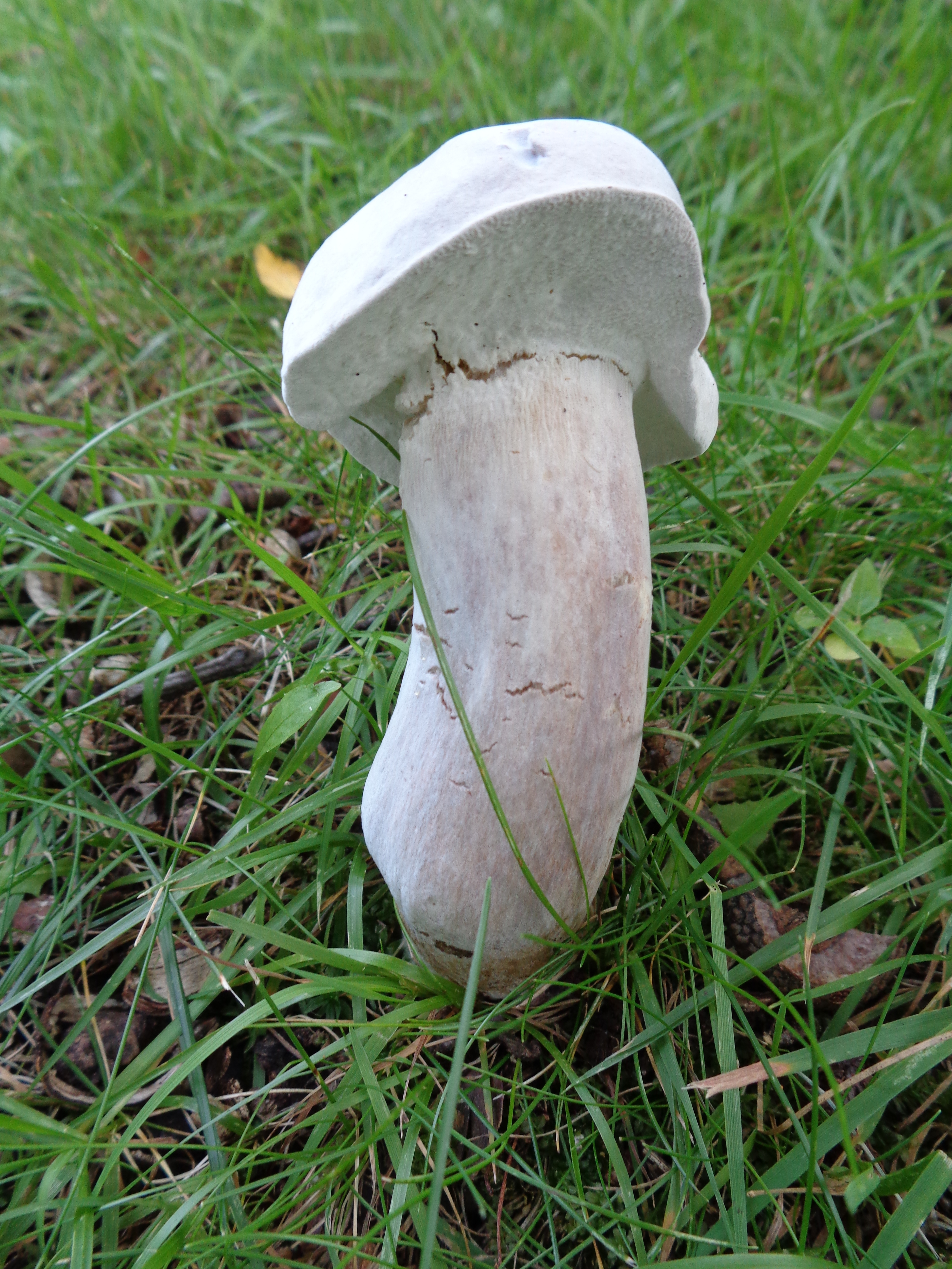 Dsc03496 from Fungus With ANTS 