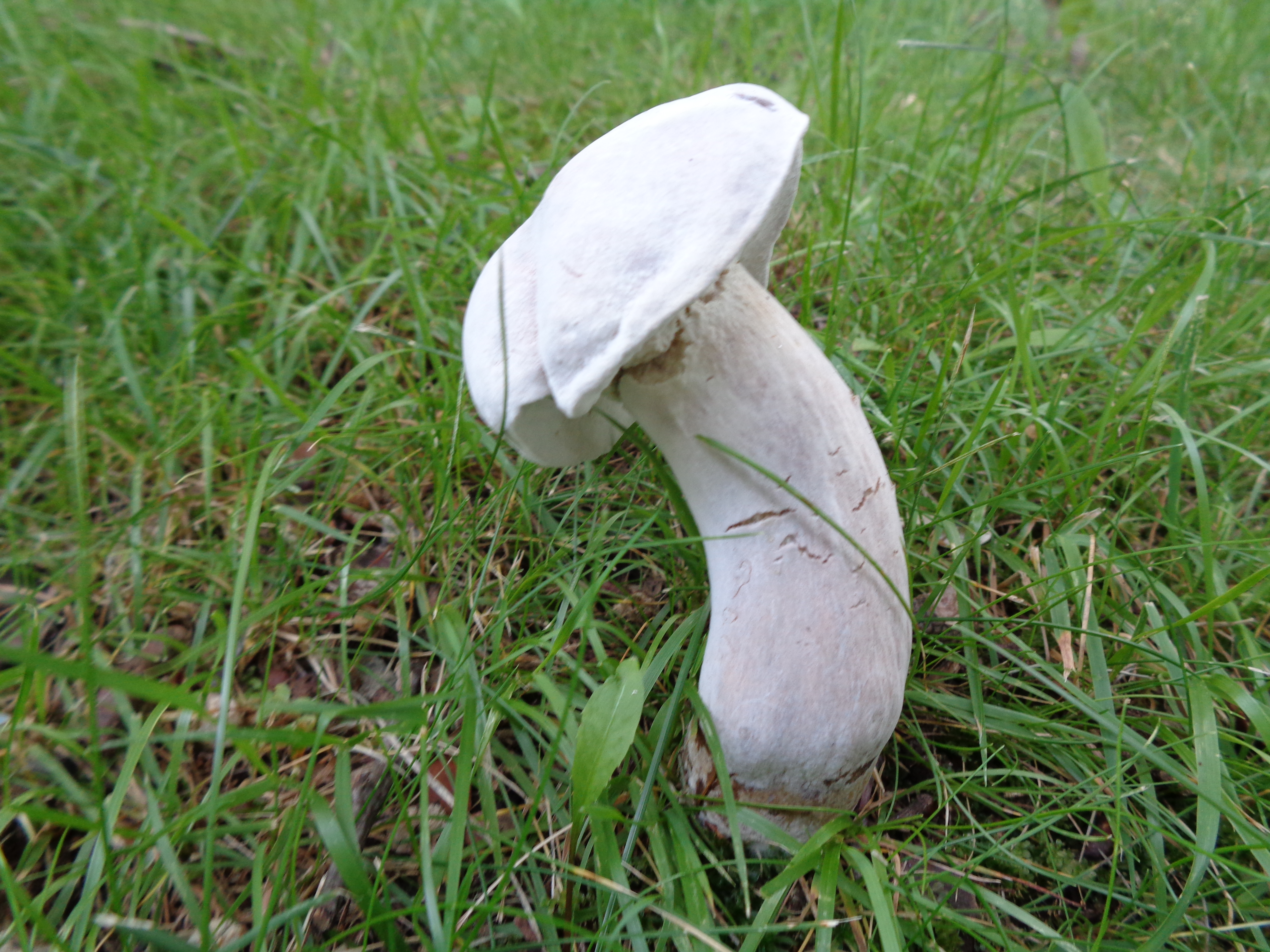 Dsc03497 from Fungus With ANTS 