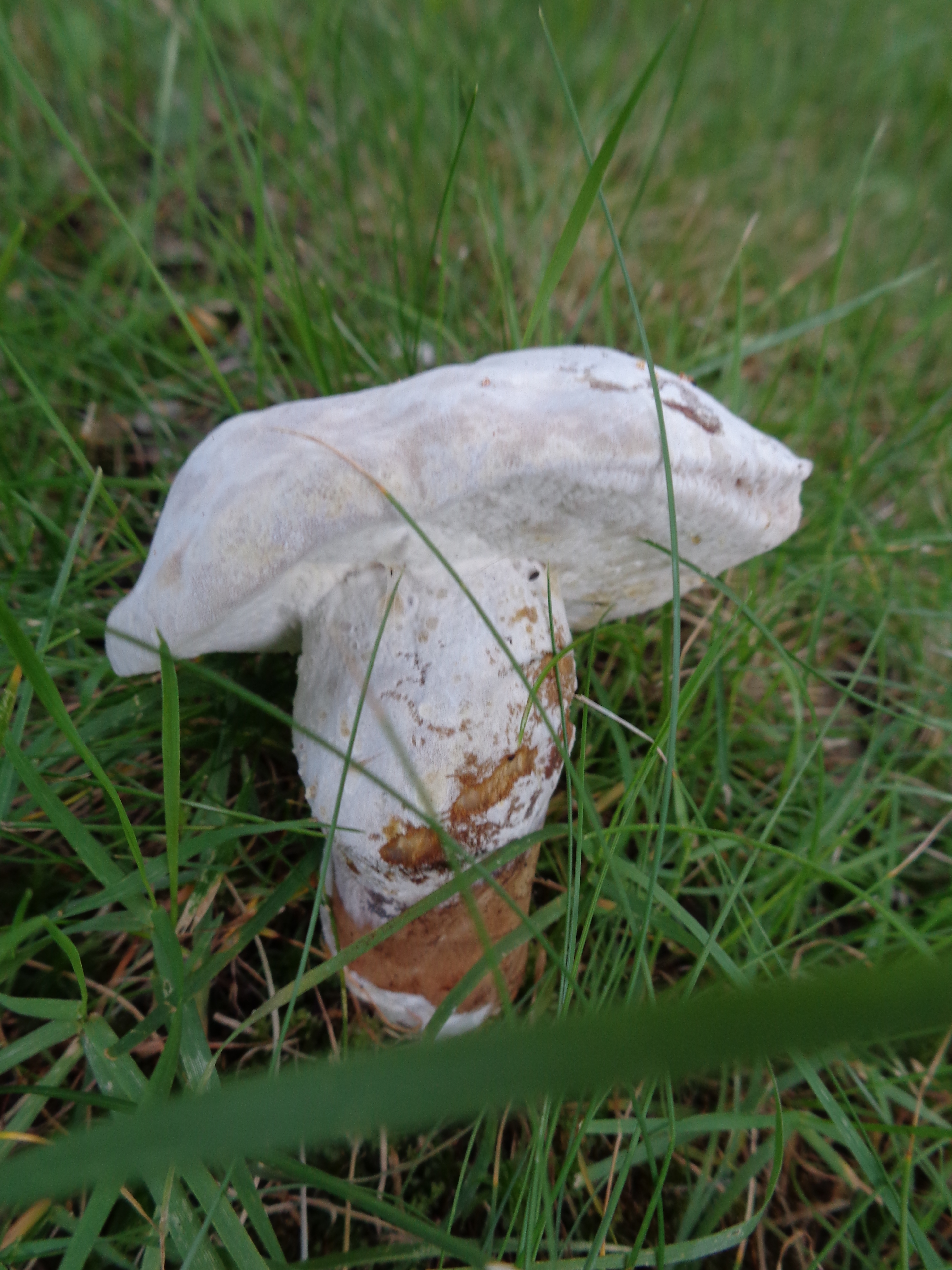 Dsc03498 from Fungus With ANTS 