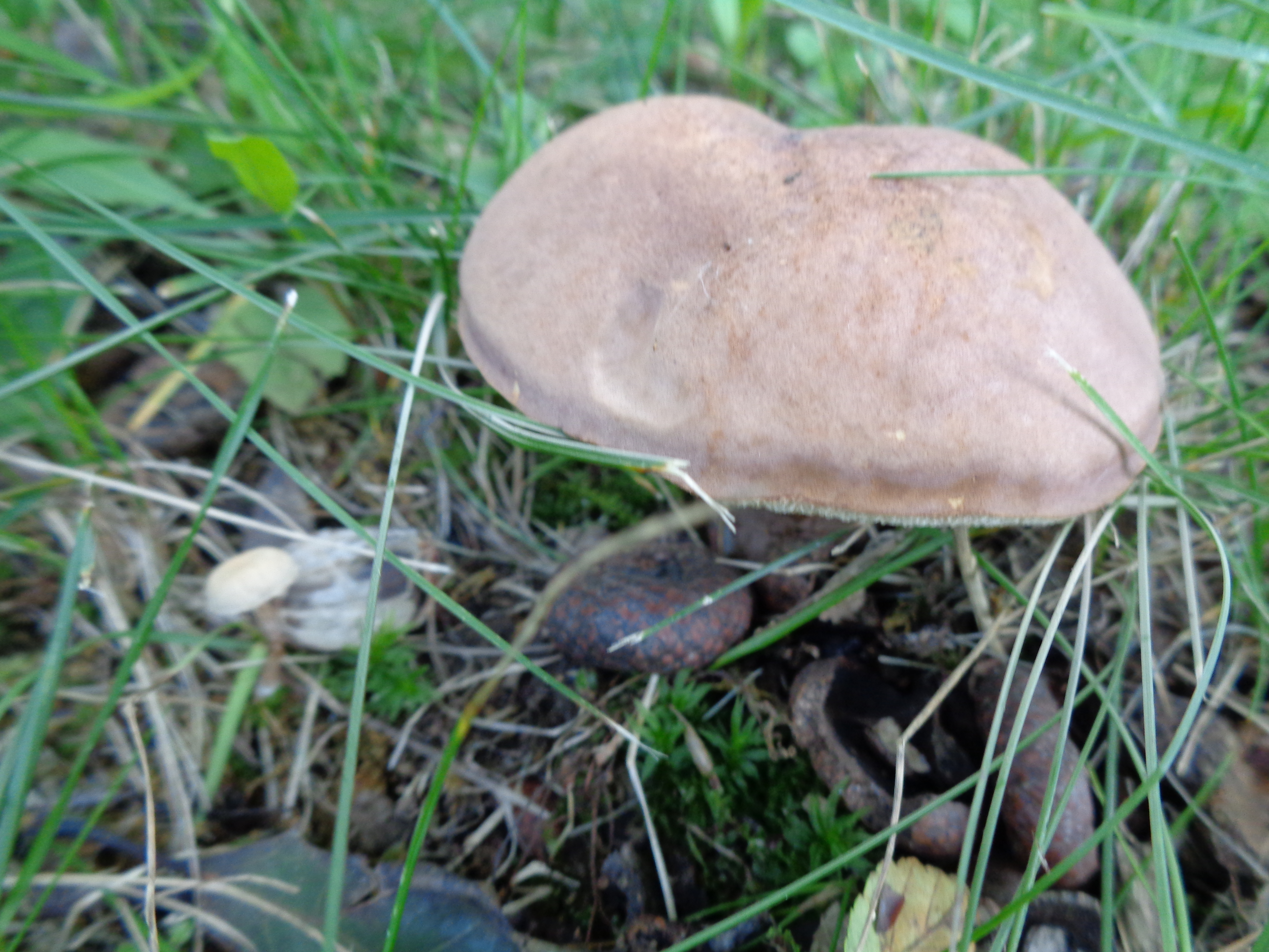 Dsc03499 from Fungus With ANTS 