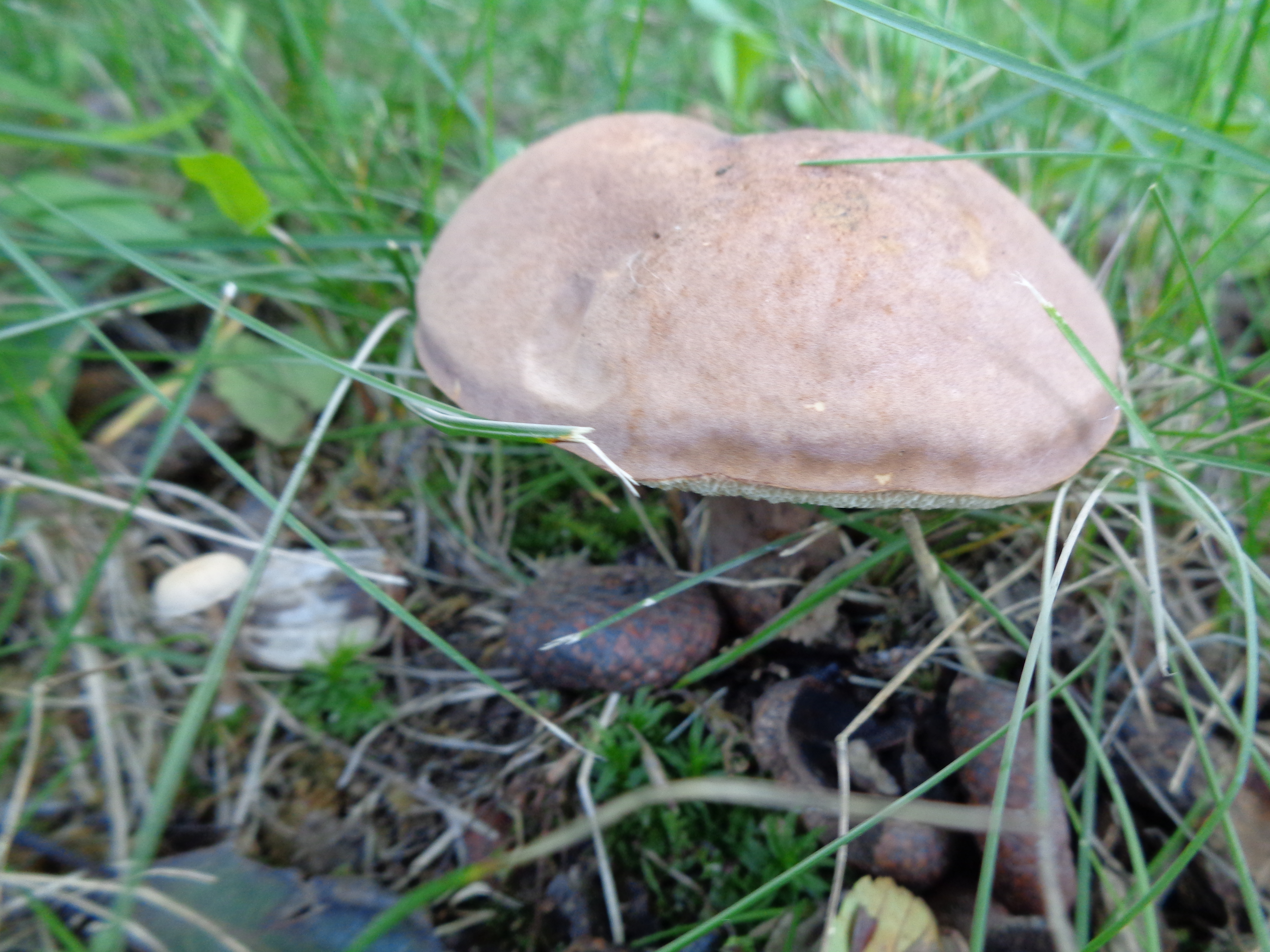 Dsc03500 from Fungus With ANTS 
