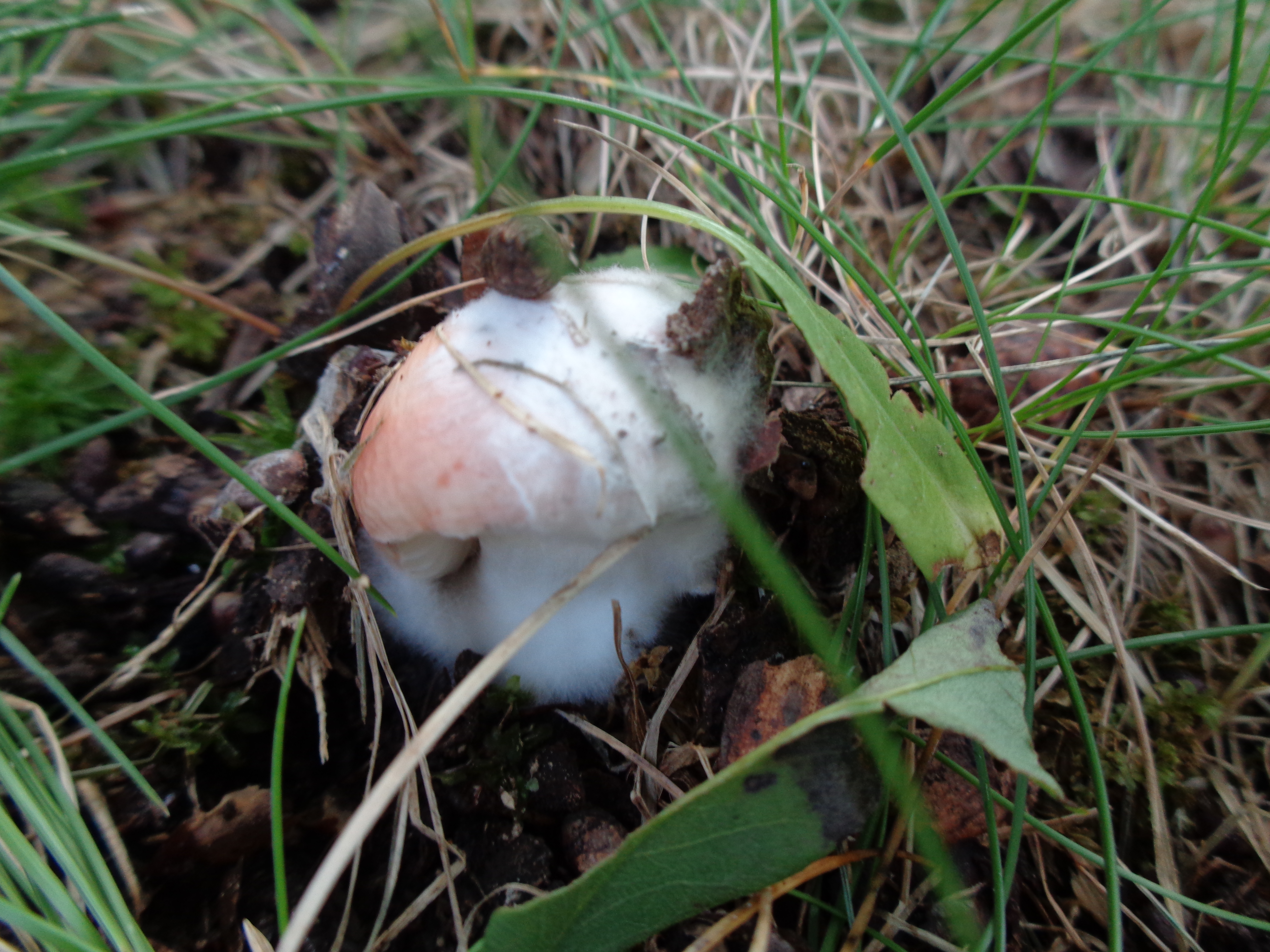 Dsc03501 from Fungus With ANTS 