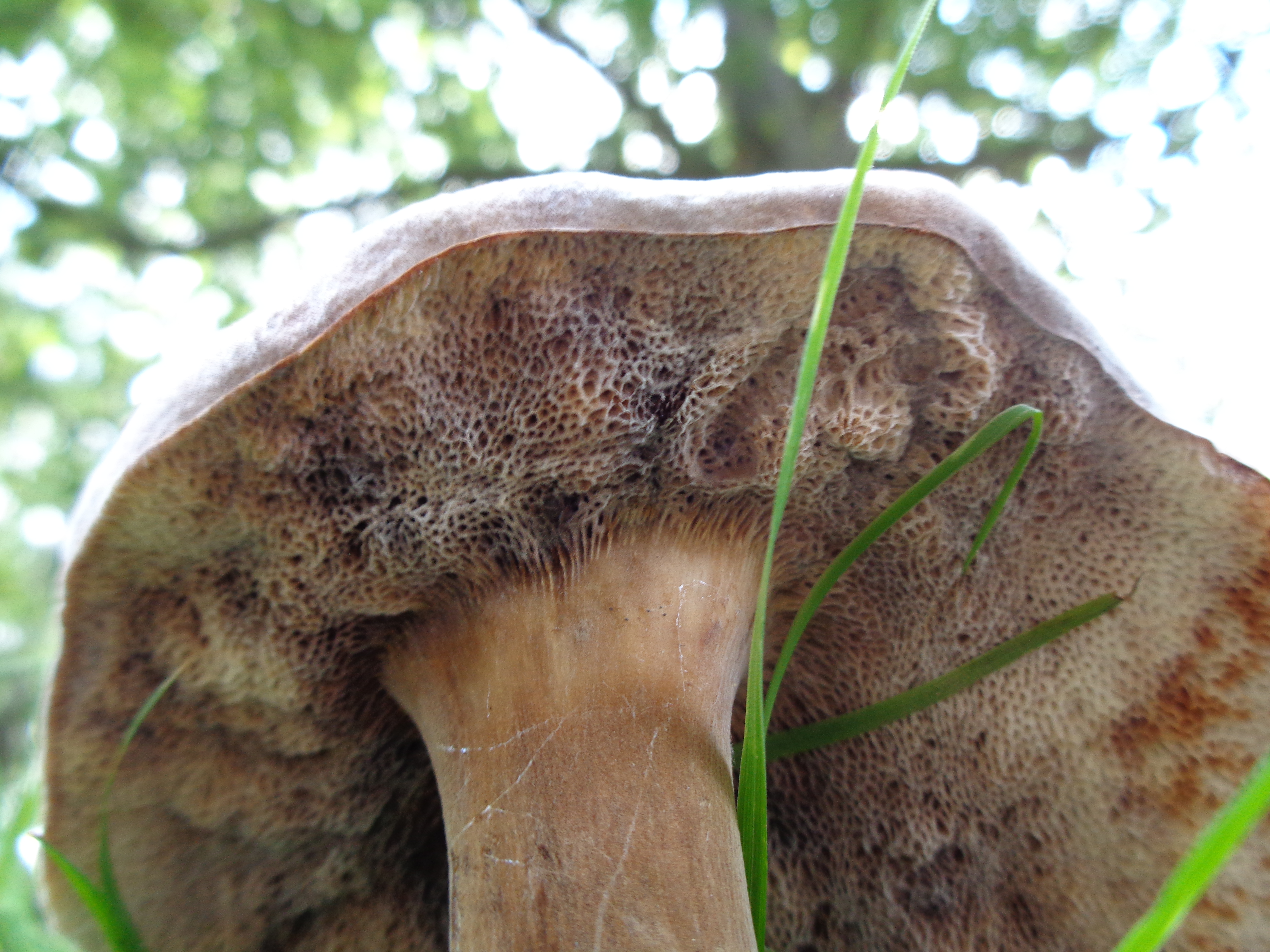 Dsc03505 from Fungus With ANTS 