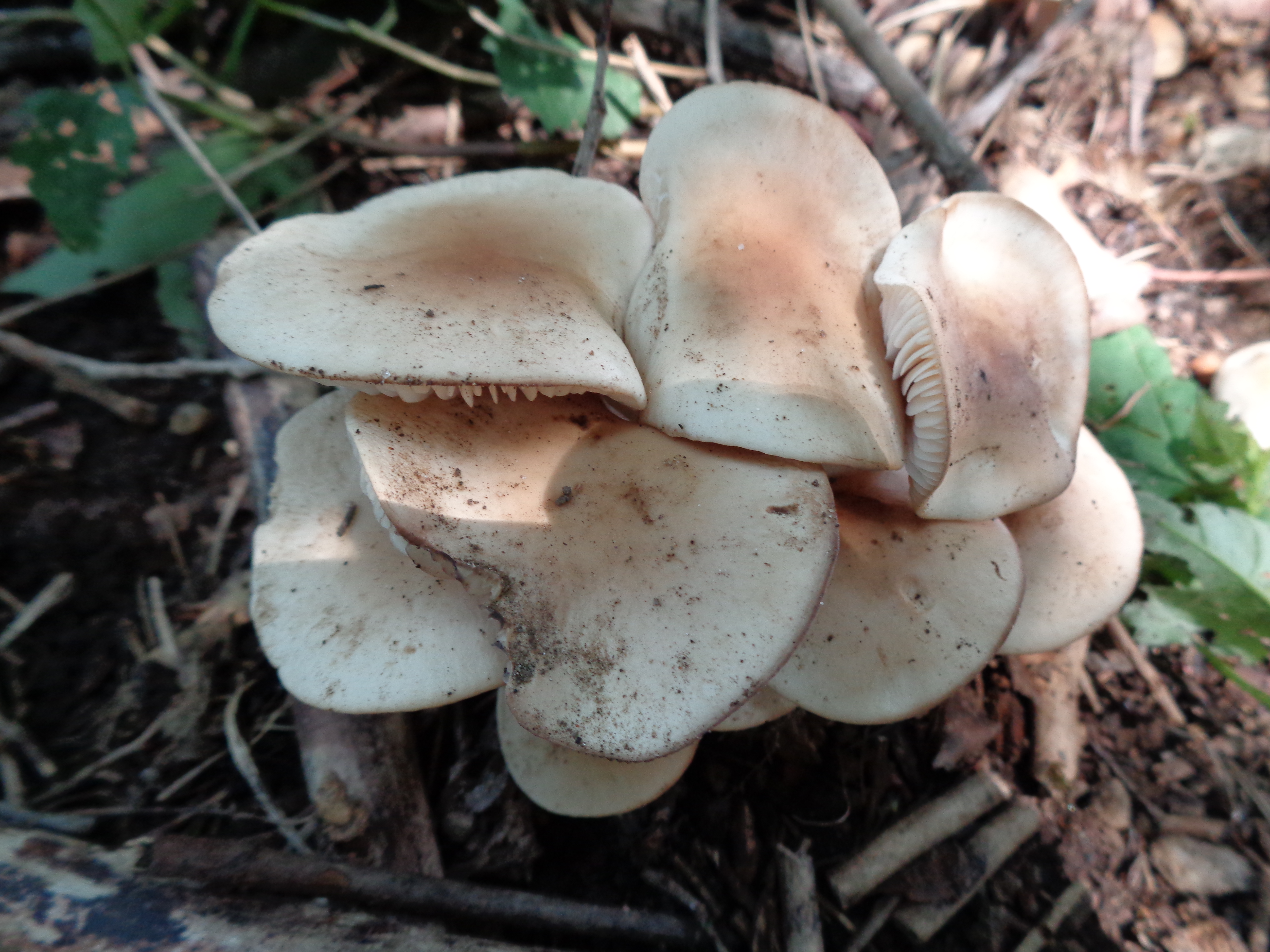 Dsc03515 from Fungus With ANTS 