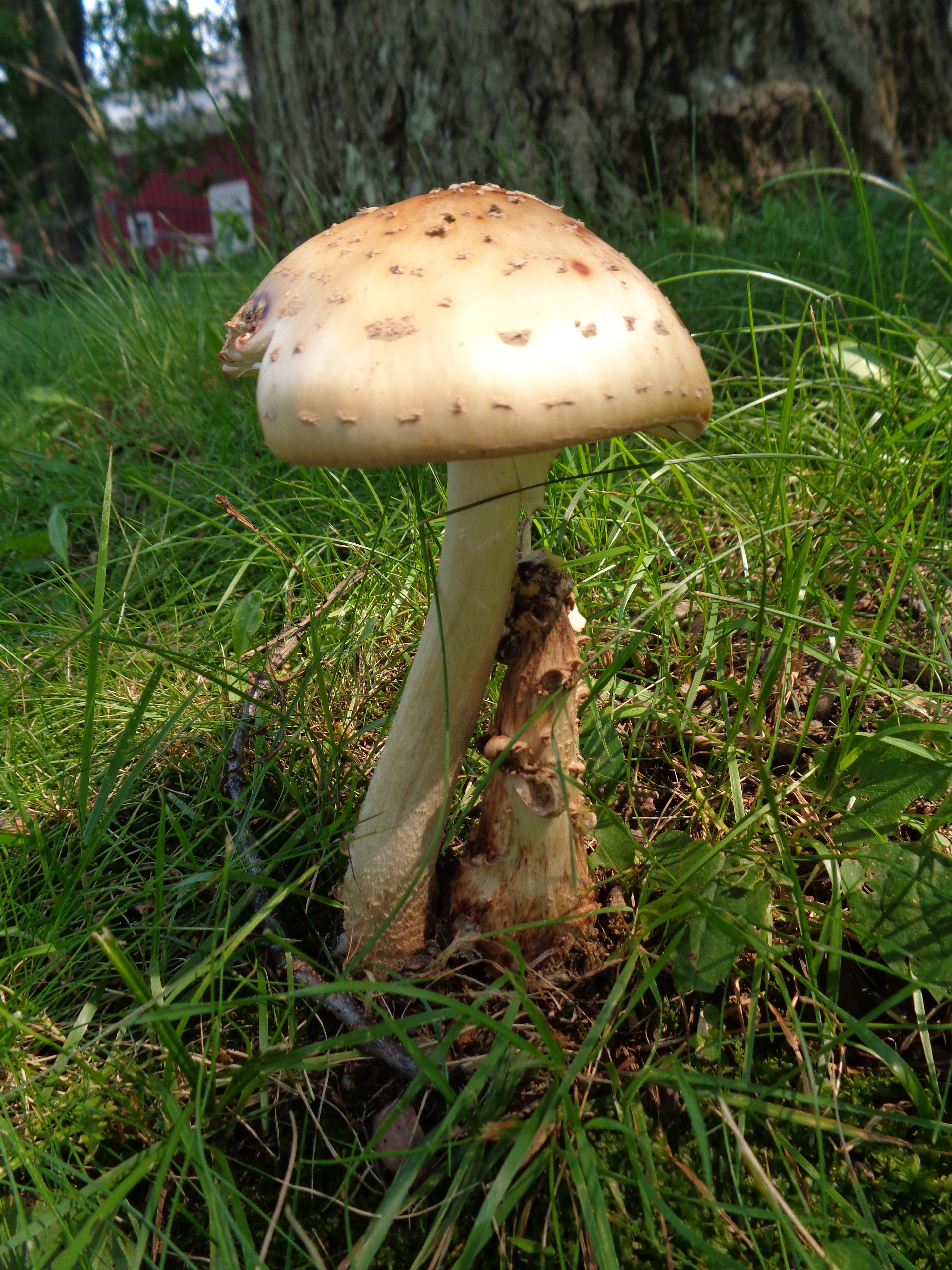 Dsc03518 from Fungus With ANTS 