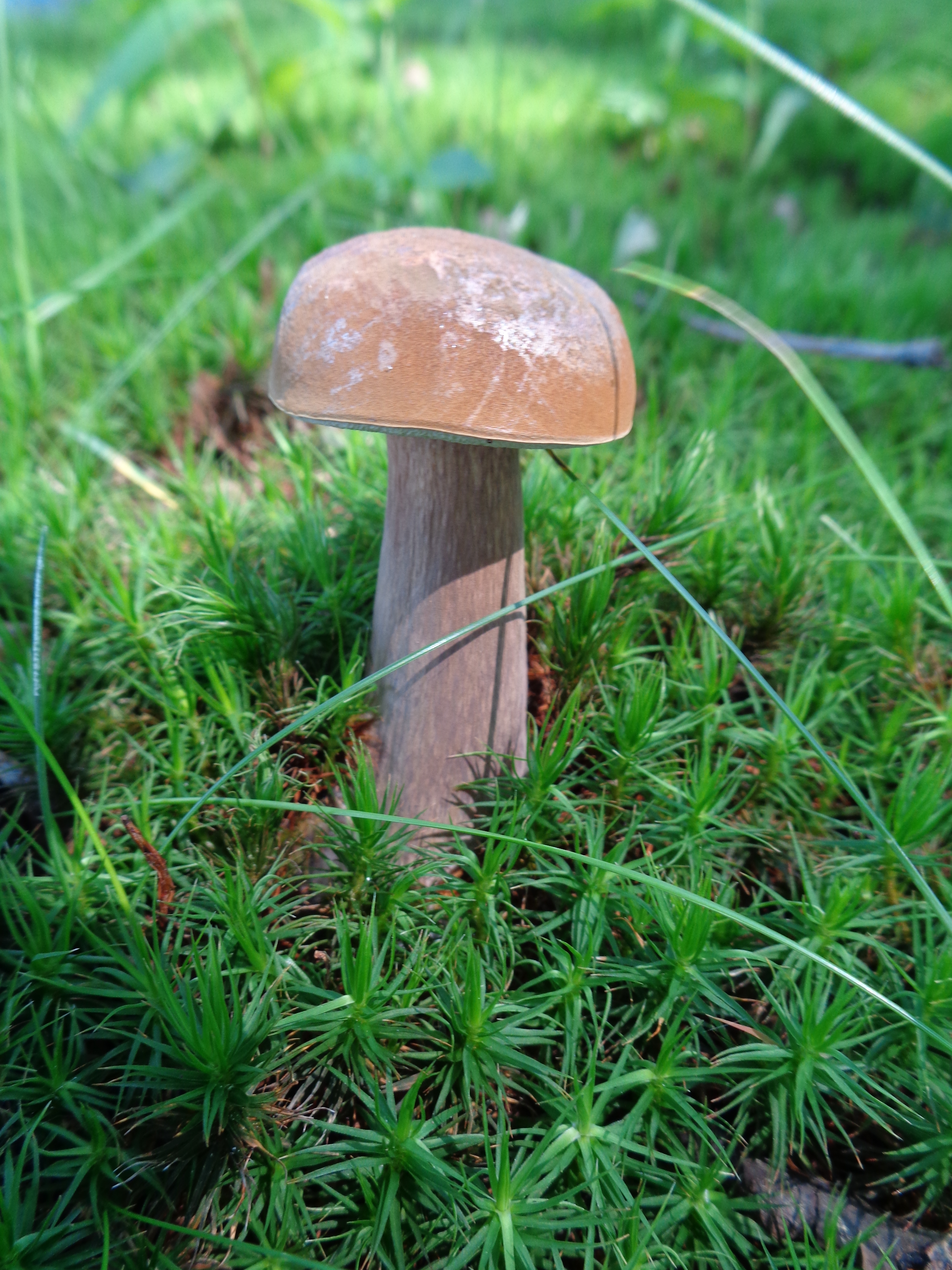 Dsc03520 from Fungus With ANTS 