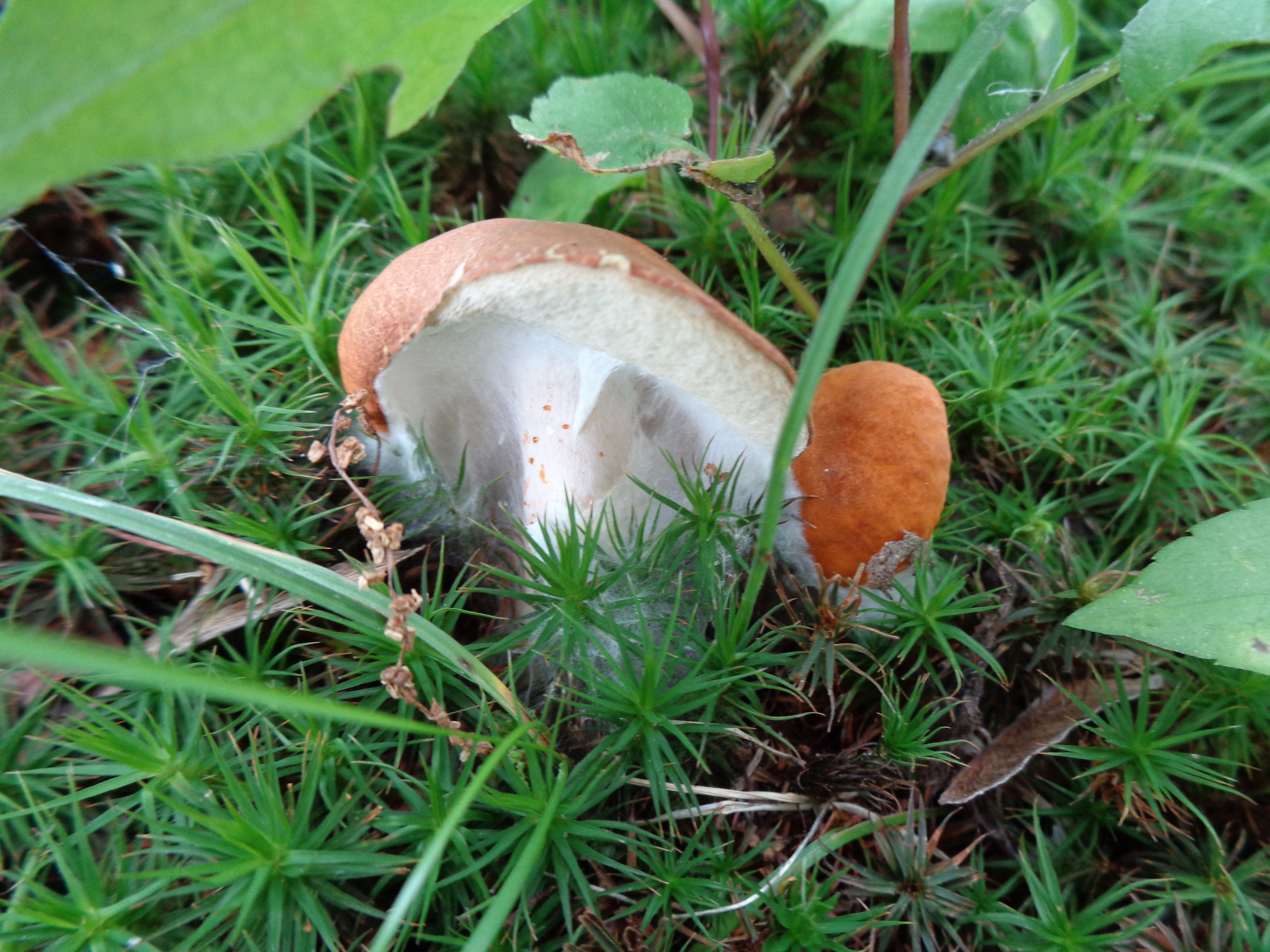 Dsc03525 from Fungus With ANTS 