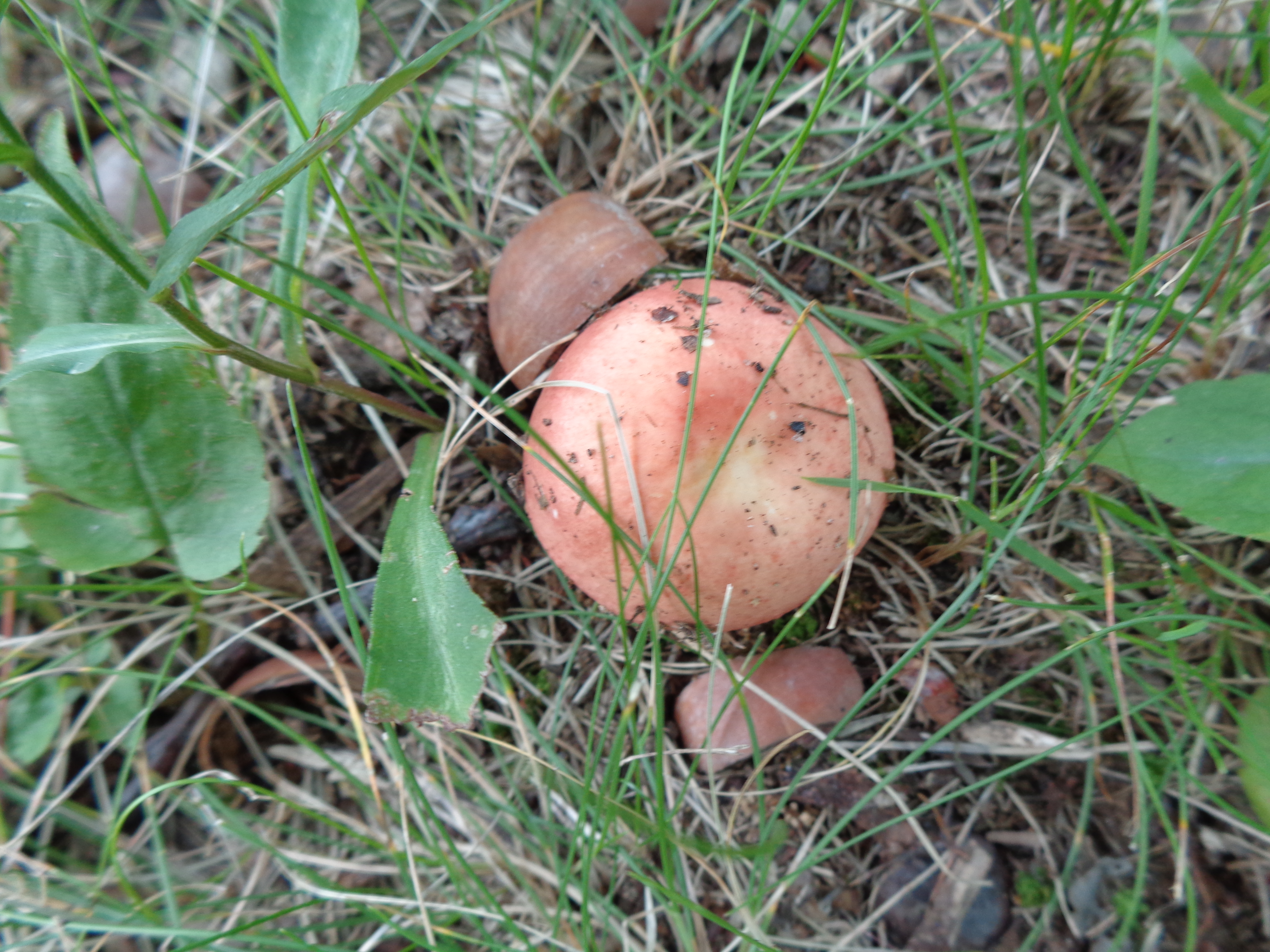 Dsc03529 from Fungus With ANTS 