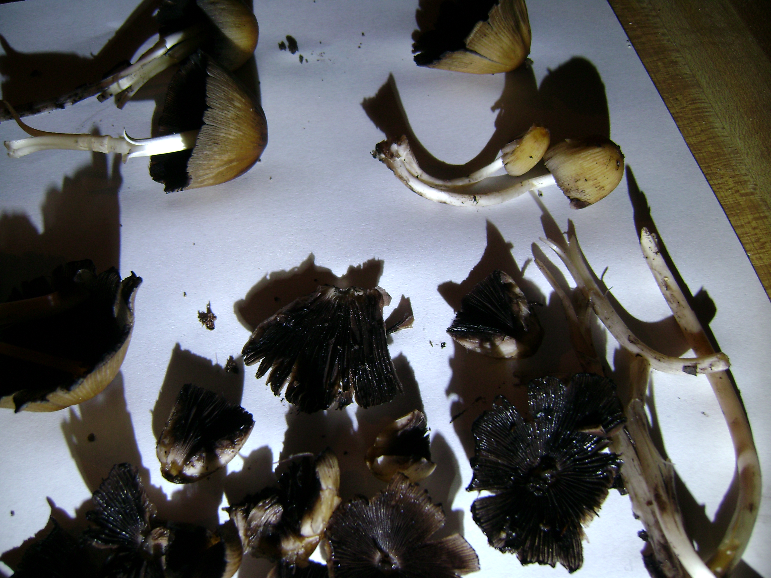 Dsc05176 from Fungus With ANTS 