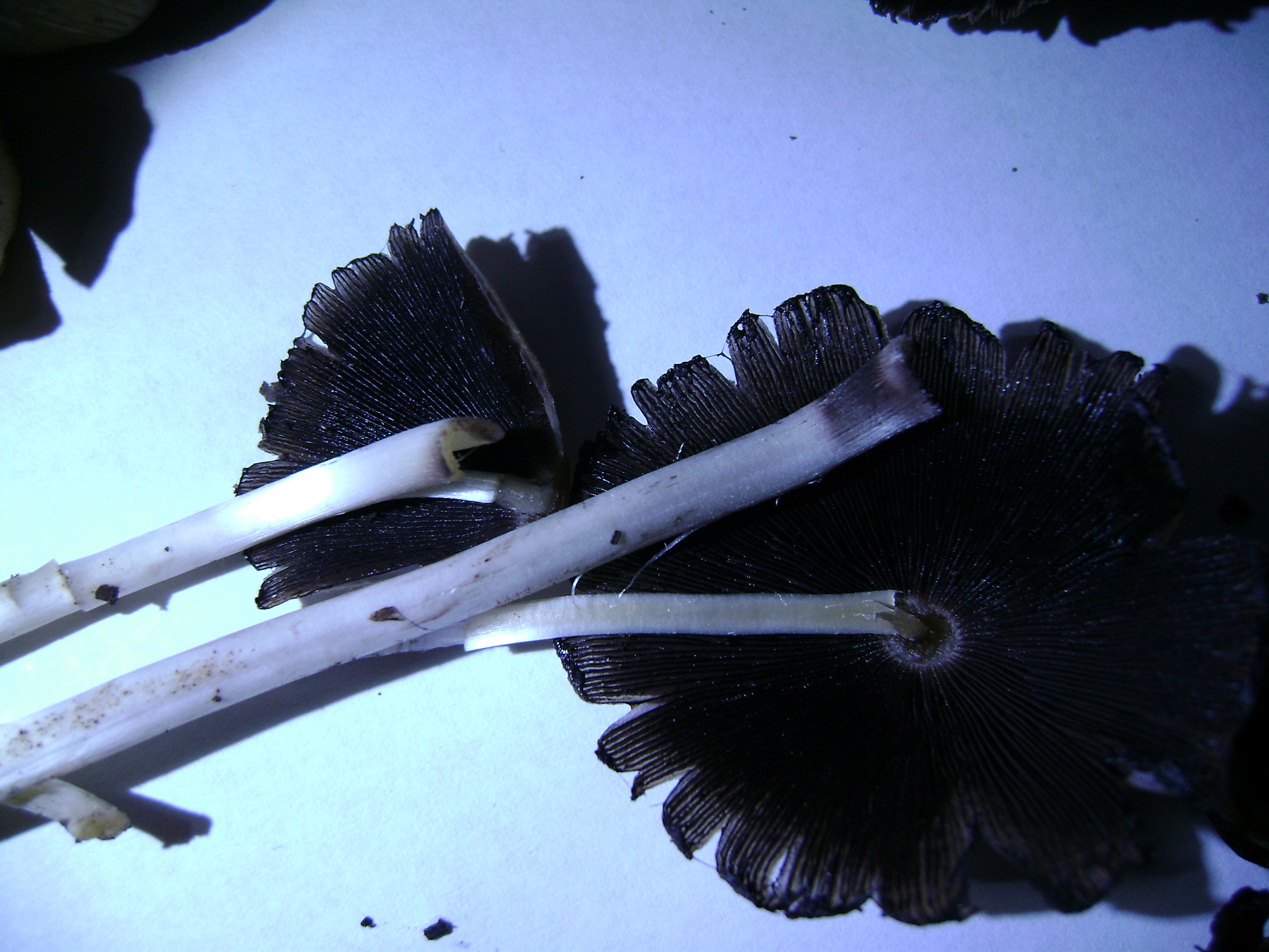 Dsc05177 from Fungus With ANTS 