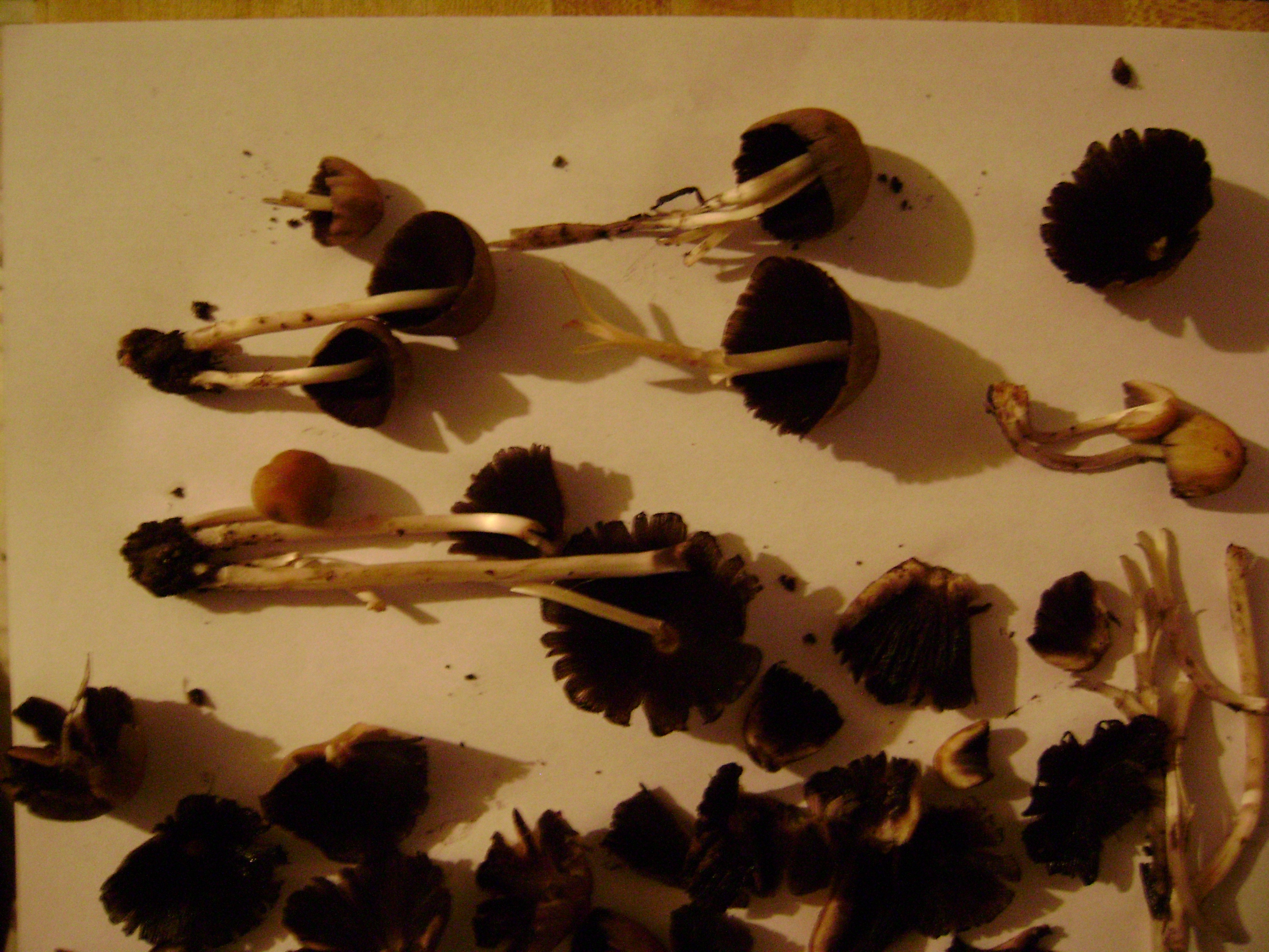 Dsc05179 from Fungus With ANTS 