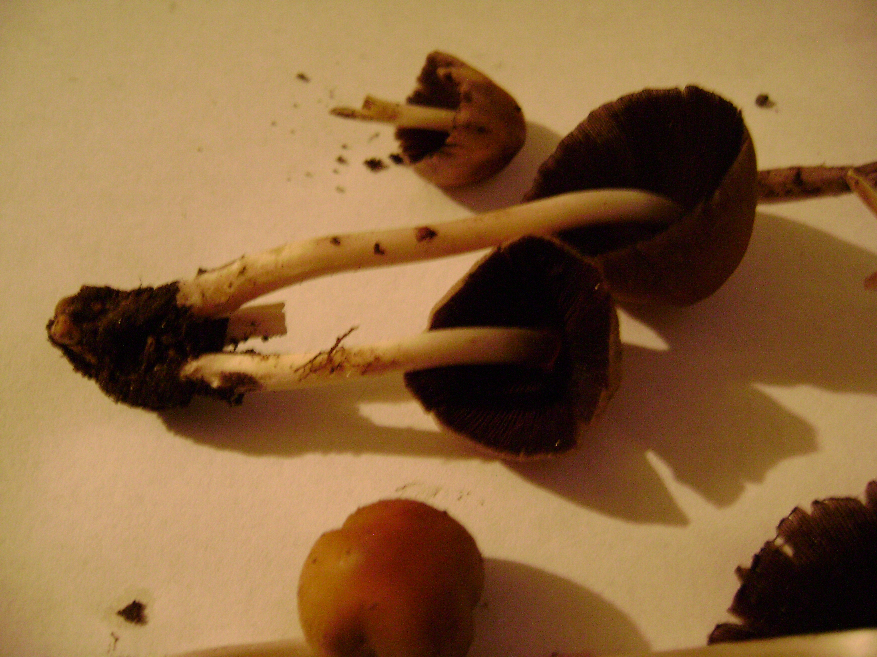 Dsc05181 from Fungus With ANTS 