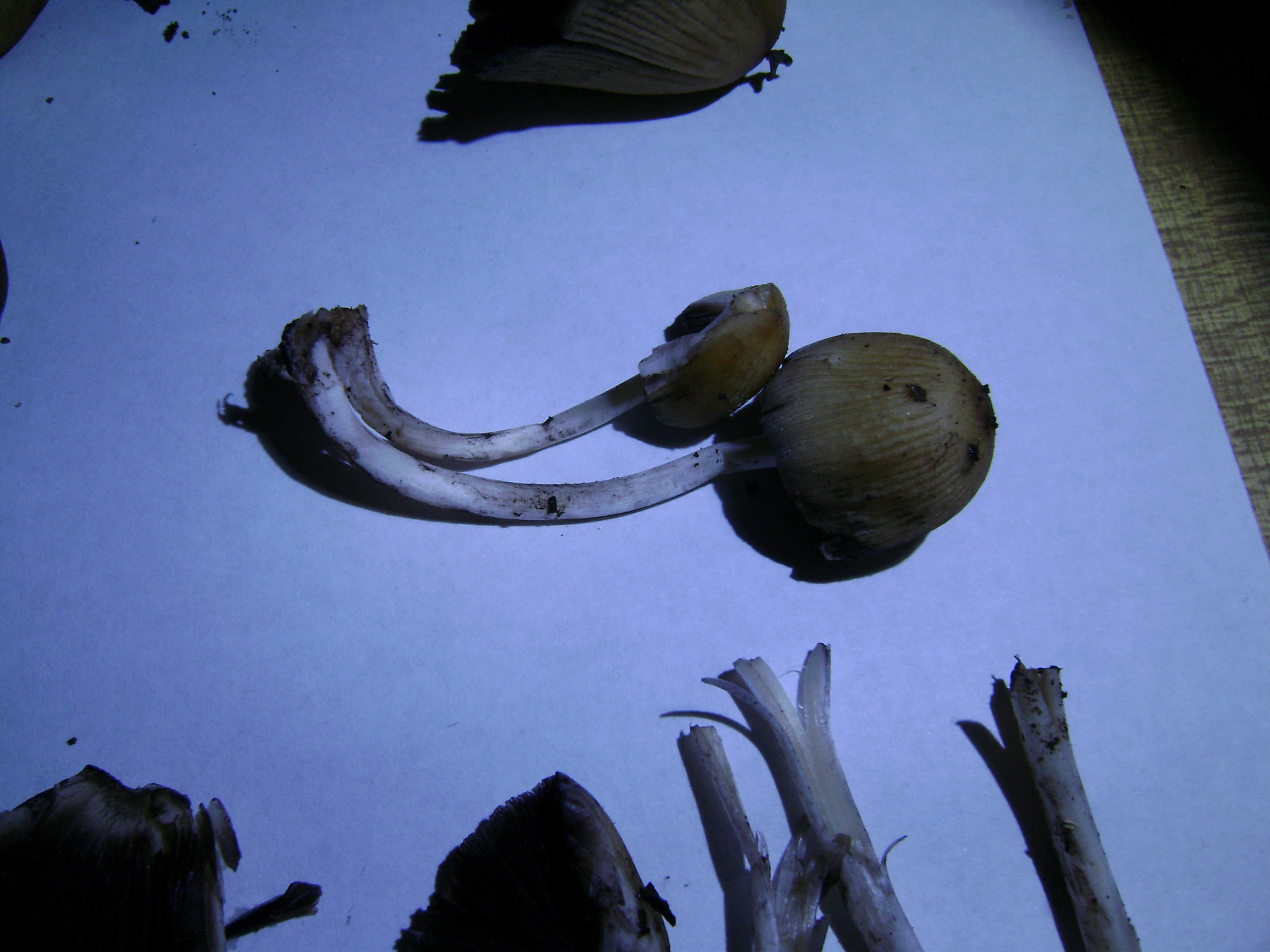 Dsc05183 from Fungus With ANTS 